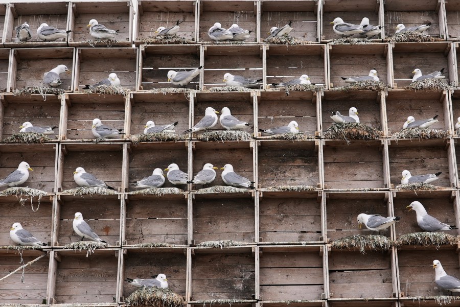 Seagulls sit in boxes of a so called Seagull Hotel at the harbour in Vardo, Norway, on July 3, 2025. (AP Photo/Tommi Ojala )