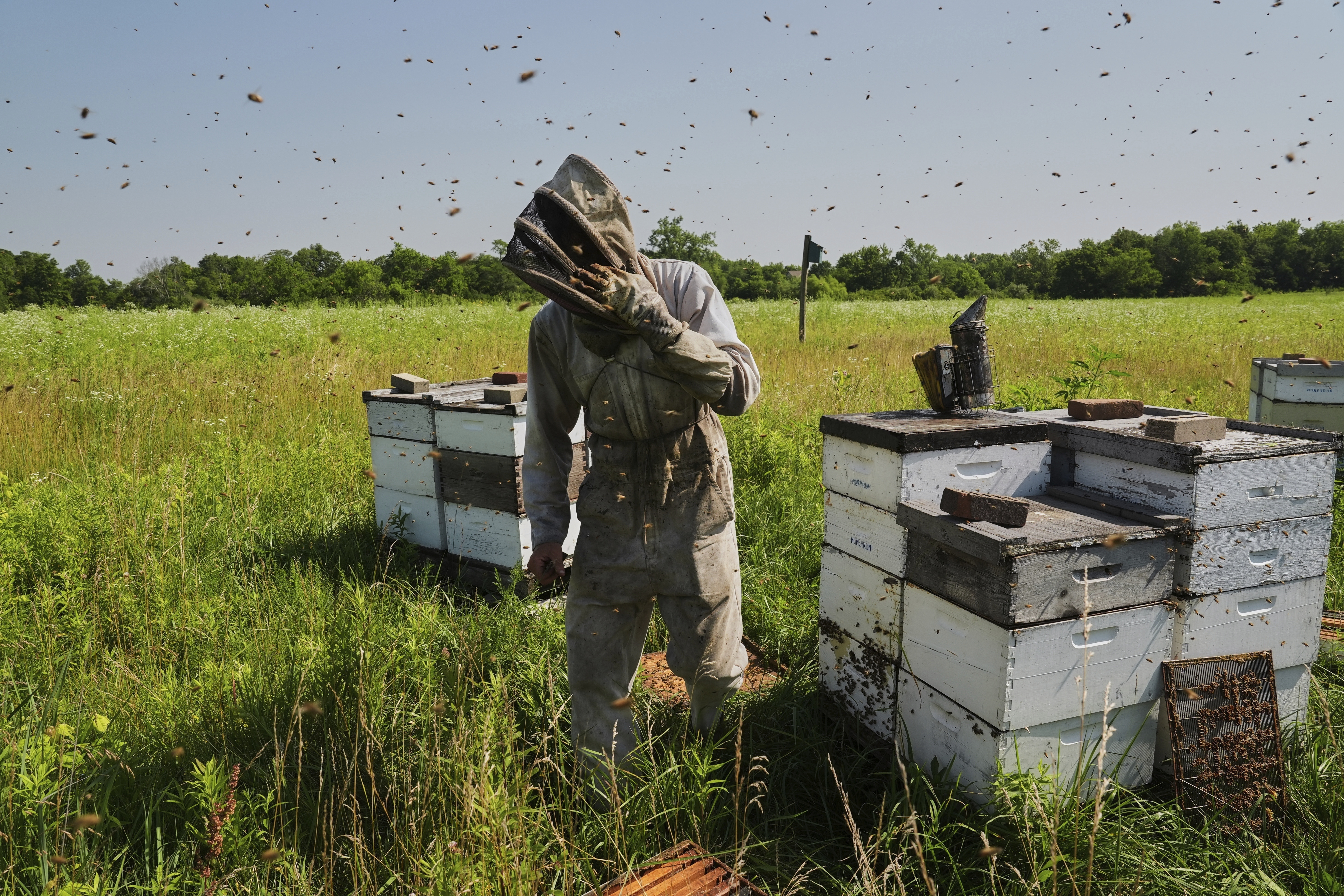 Isaac Barnes works with his honeybee hives Tuesday, June 24, 2025, in Williamsport, Ohio. (AP Photo/Joshua A. Bickel)