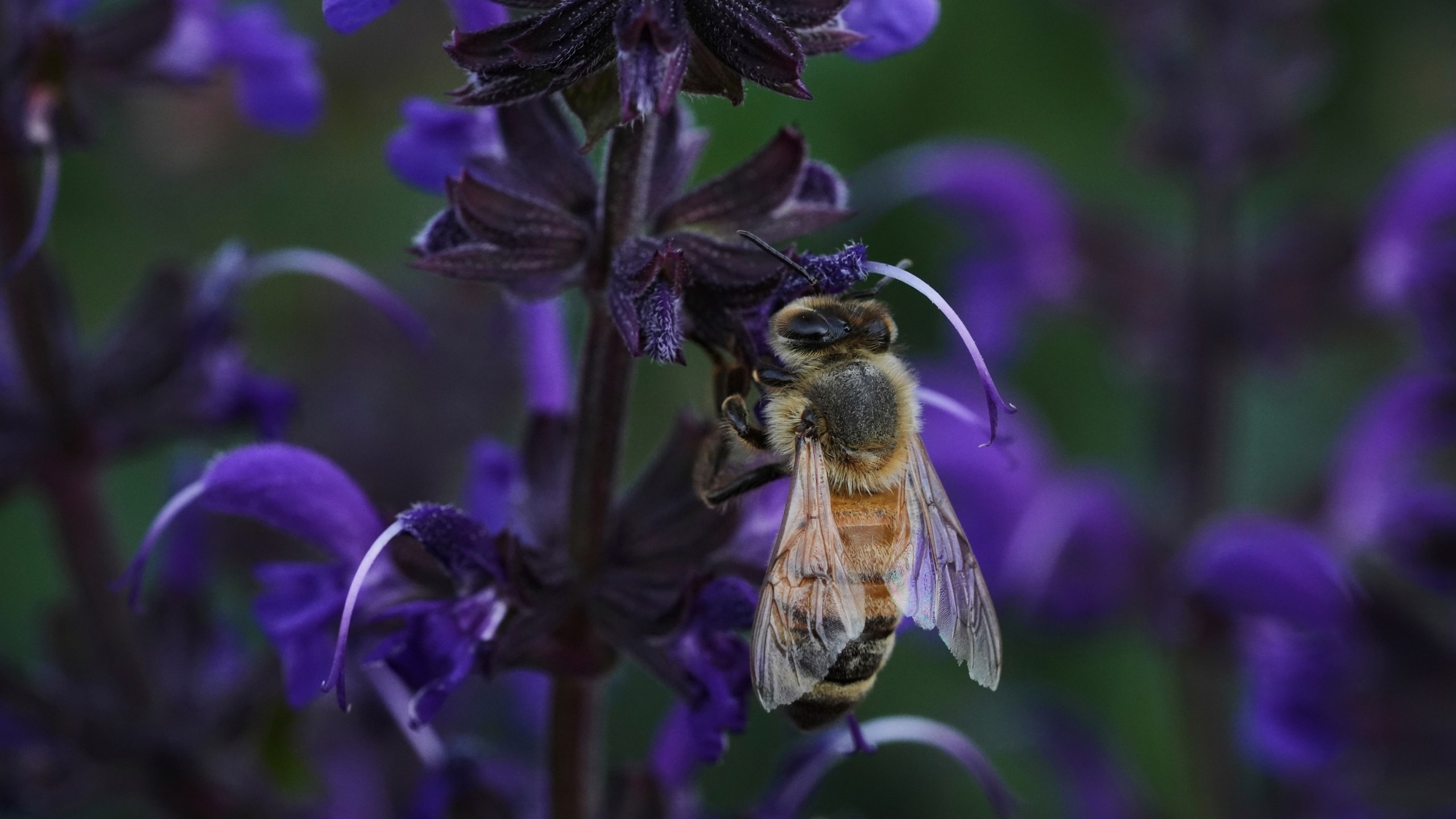 A honeybee feeds on blue sage Tuesday, June 17, 2025, at Black Swamp Preserve in Bowling Green, Ohio. (AP Photo/Joshua A. Bickel)