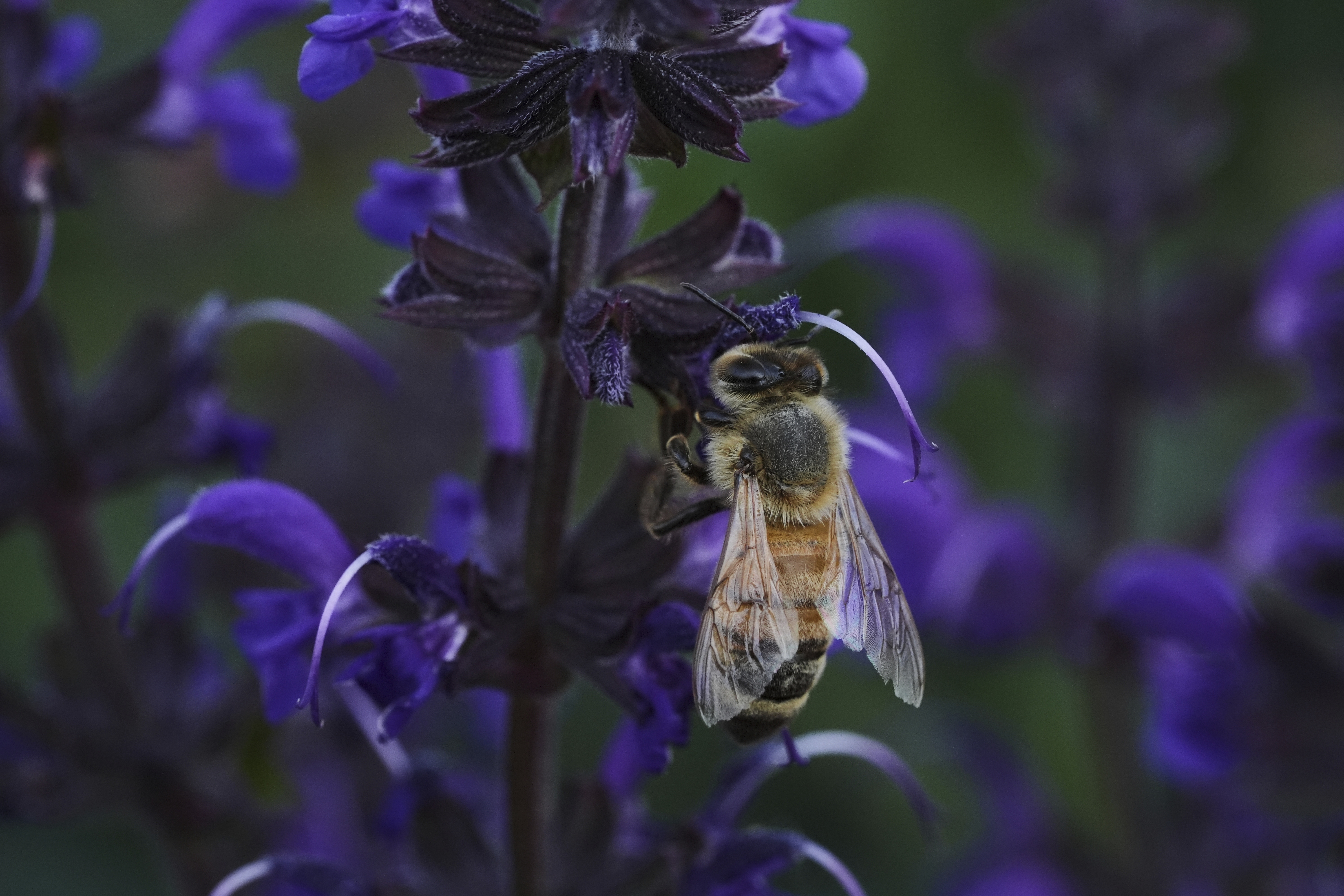 A honeybee feeds on blue sage Tuesday, June 17, 2025, at Black Swamp Preserve in Bowling Green, Ohio. (AP Photo/Joshua A. Bickel)