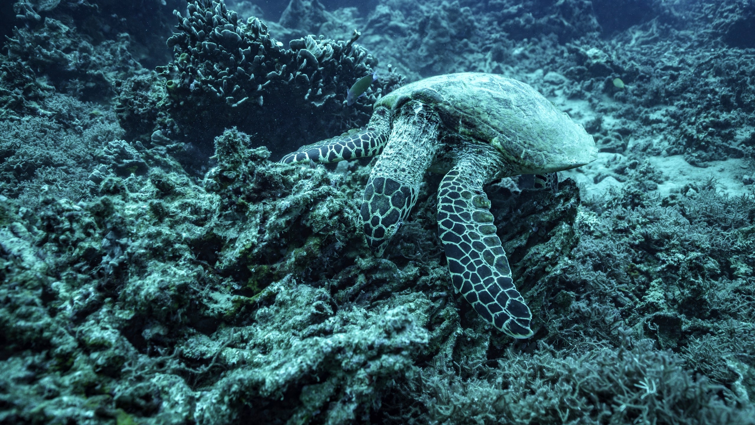 A sea turtle nibbles on what remains of the once vibrant reef at Havannah Harbour, off the coast of Efate Island, Vanuatu, on Sunday, July 20, 2025. (AP Photo/Annika Hammerschlag)