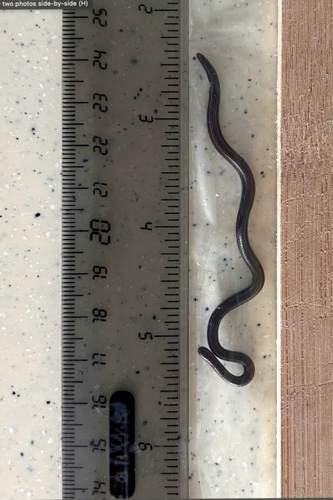 This photo provided by Re:wild shows the Barbados threadsnake next to a ruler, in the Scotland District of St. Andrew, Barbados, Thursday, March 20, 2025. (Connor Blades/Re:wild via AP)