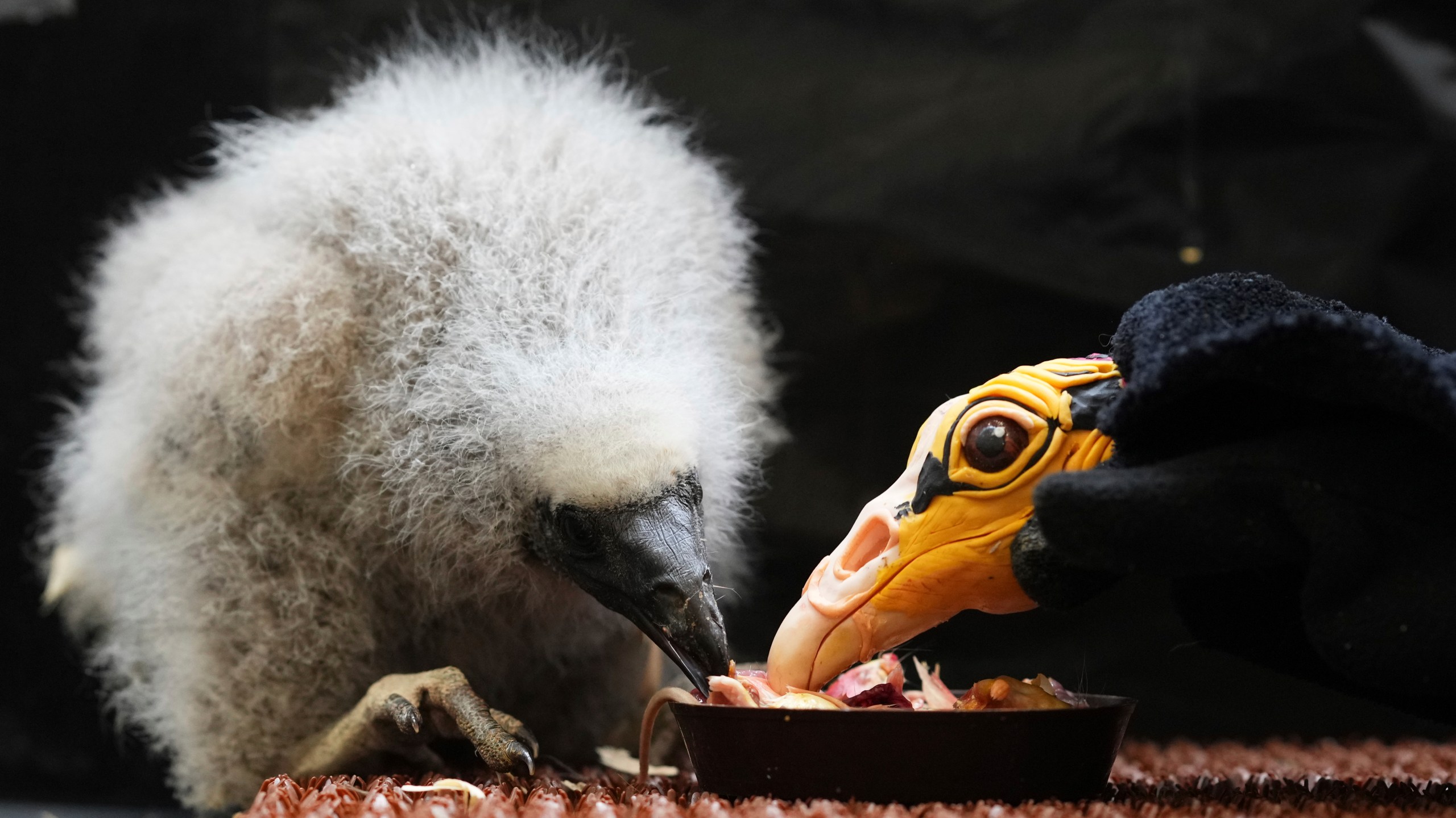 A lesser yellow-headed vulture that hatched three weeks ago is being fed by using a puppet that imitates a parent bird at the zoo in Prague, Czech Republic, Thursday, July 24, 2025. (AP Photo/Petr David Josek)