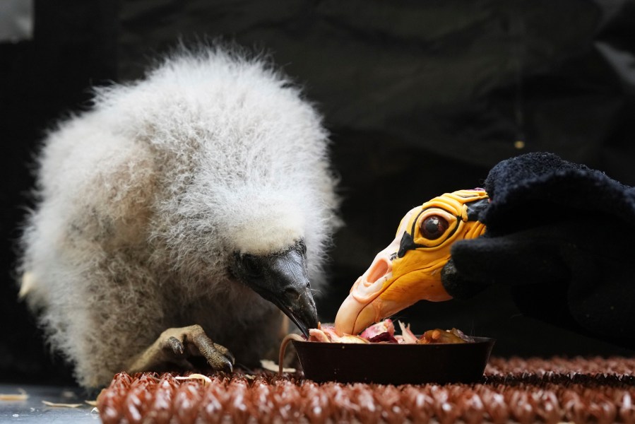 A lesser yellow-headed vulture that hatched three weeks ago is being fed by using a puppet that imitates a parent bird at the zoo in Prague, Czech Republic, Thursday, July 24, 2025. (AP Photo/Petr David Josek)