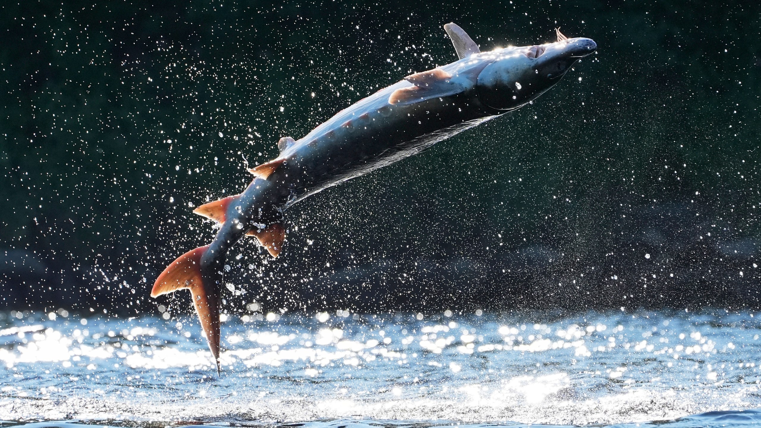 A shortnose sturgeon crashes down on its back after leaping from the Kennebec River, Wednesday, July 23, 2025, in Augusta, Maine. Scientists speculate the mysterious behavior may be anything from a form of communication to parasite removal. (AP Photo/Robert F. Bukaty)