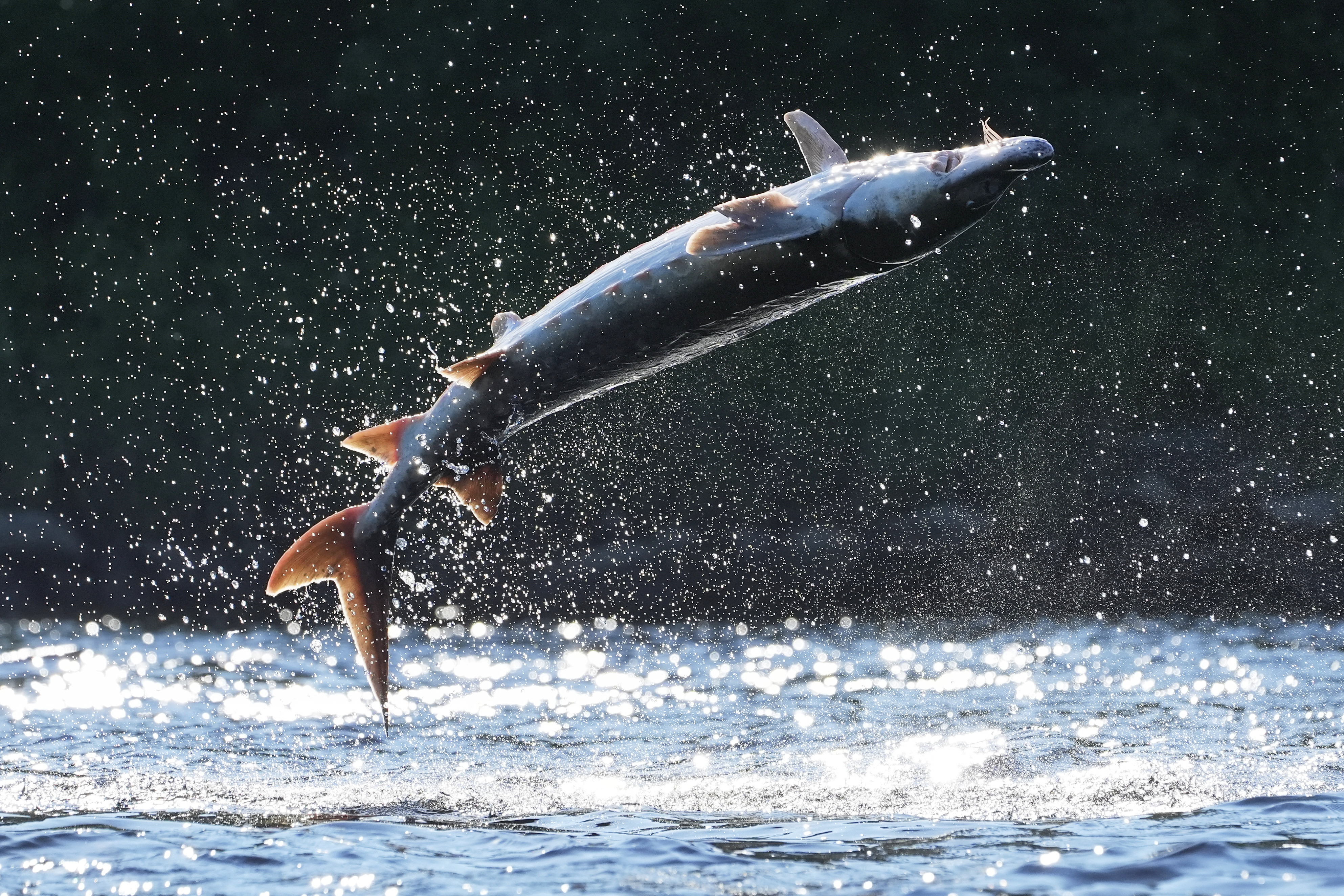 A shortnose sturgeon crashes down on its back after leaping from the Kennebec River, Wednesday, July 23, 2025, in Augusta, Maine. Scientists speculate the mysterious behavior may be anything from a form of communication to parasite removal. (AP Photo/Robert F. Bukaty)