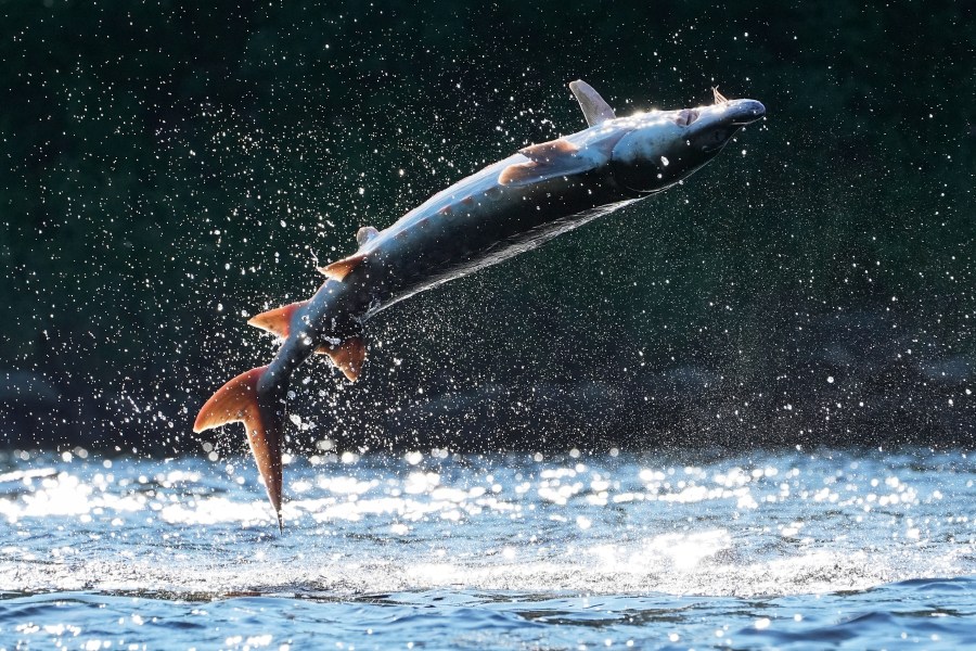 A shortnose sturgeon crashes down on its back after leaping from the Kennebec River, Wednesday, July 23, 2025, in Augusta, Maine. Scientists speculate the mysterious behavior may be anything from a form of communication to parasite removal. (AP Photo/Robert F. Bukaty)