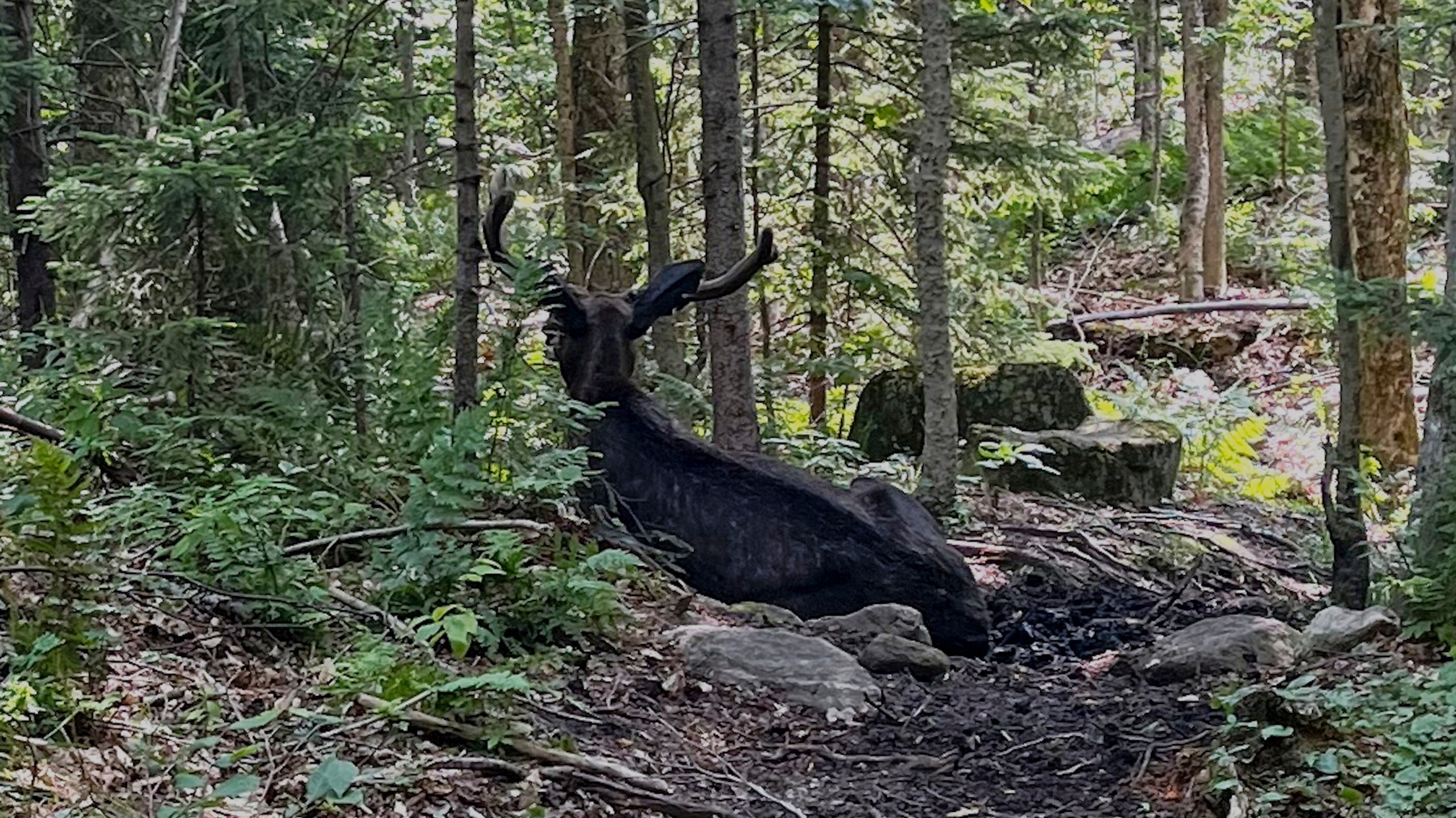This undated image, provided by the New York State Department of Environmental Conservation, shows a bull moose, near Tupper Lake, NY, that has been lingering around an Adirondack mountain trail, through this summer, forcing New York wildlife officials to keep hikers away as they keep watch and wonder why the majestic animal is not moving on. (New York State Department of Environmental Conservation via AP)