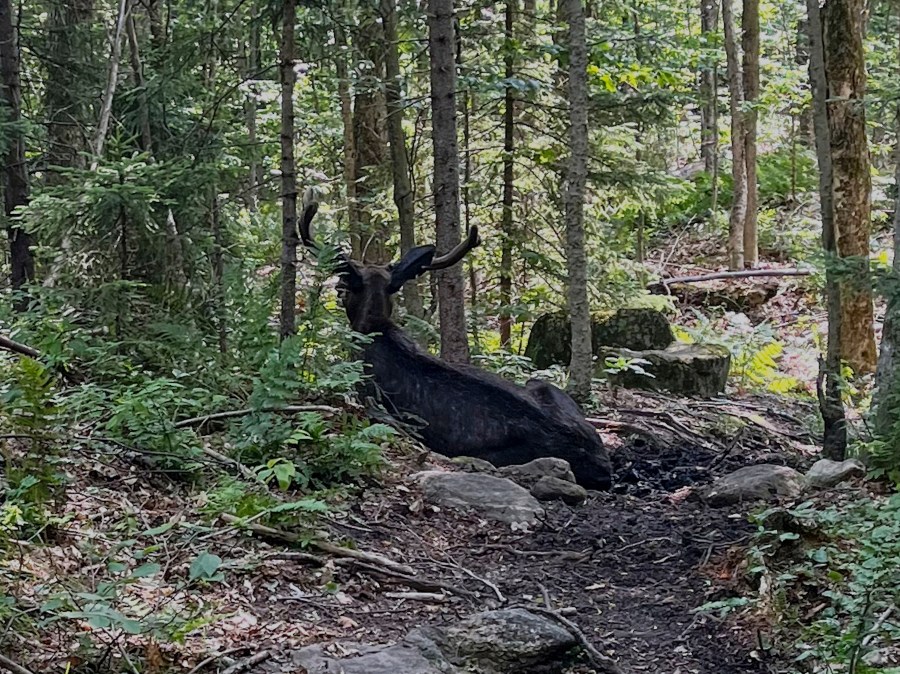 This undated image, provided by the New York State Department of Environmental Conservation, shows a bull moose, near Tupper Lake, NY, that has been lingering around an Adirondack mountain trail, through this summer, forcing New York wildlife officials to keep hikers away as they keep watch and wonder why the majestic animal is not moving on. (New York State Department of Environmental Conservation via AP)
