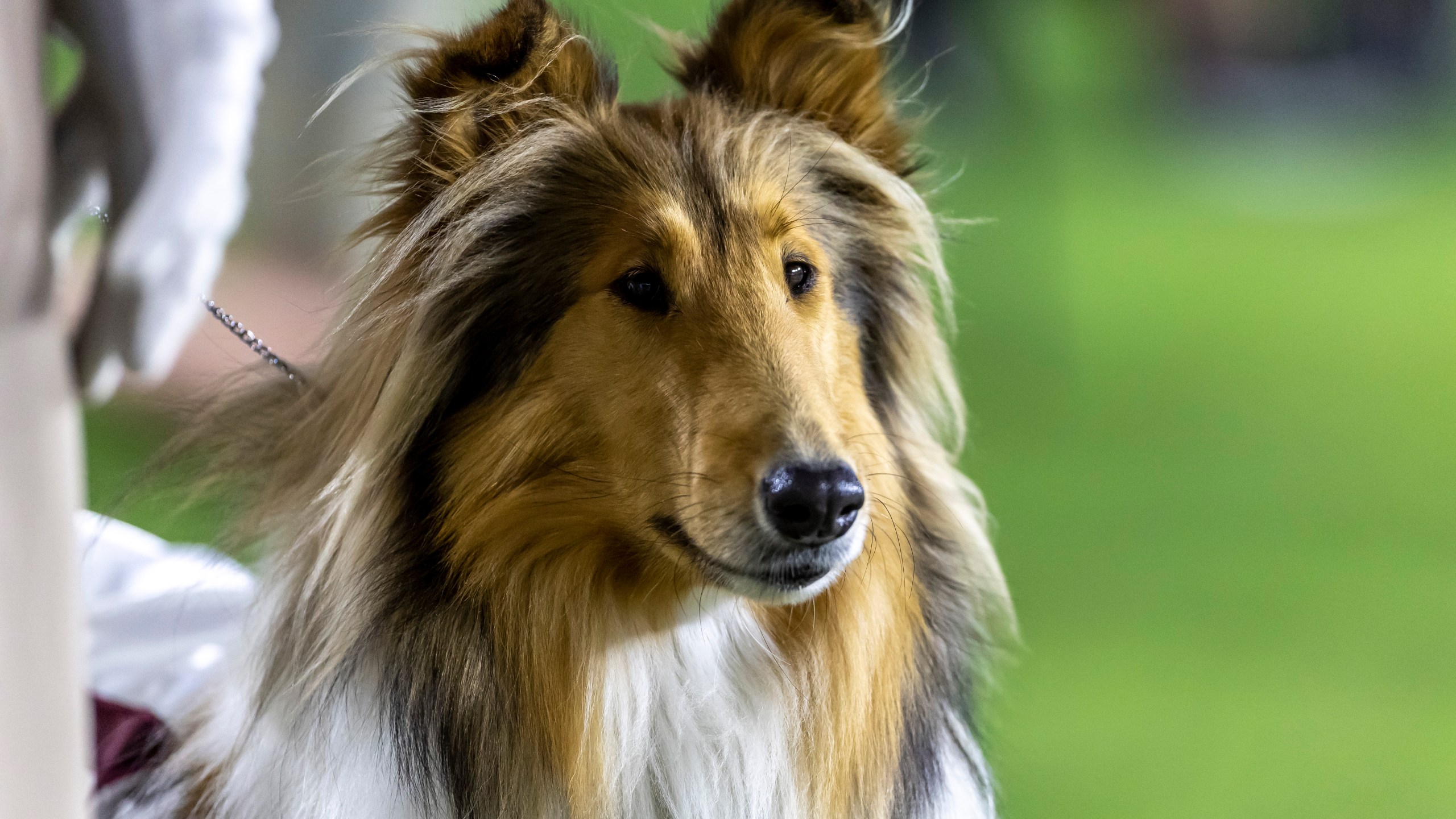 FILE - Reveille X, the live mascot of Texas A&M, watches the Aggies play Alabama during the second half of an NCAA college football game, Oct. 8, 2022, in Tuscaloosa, Ala. (AP Photo/Vasha Hunt, File)