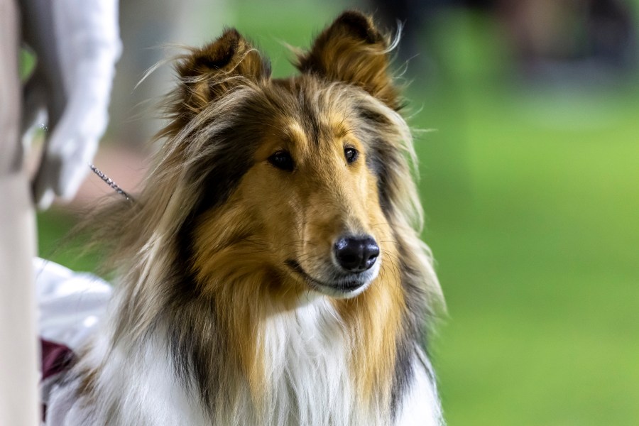 FILE - Reveille X, the live mascot of Texas A&M, watches the Aggies play Alabama during the second half of an NCAA college football game, Oct. 8, 2022, in Tuscaloosa, Ala. (AP Photo/Vasha Hunt, File)