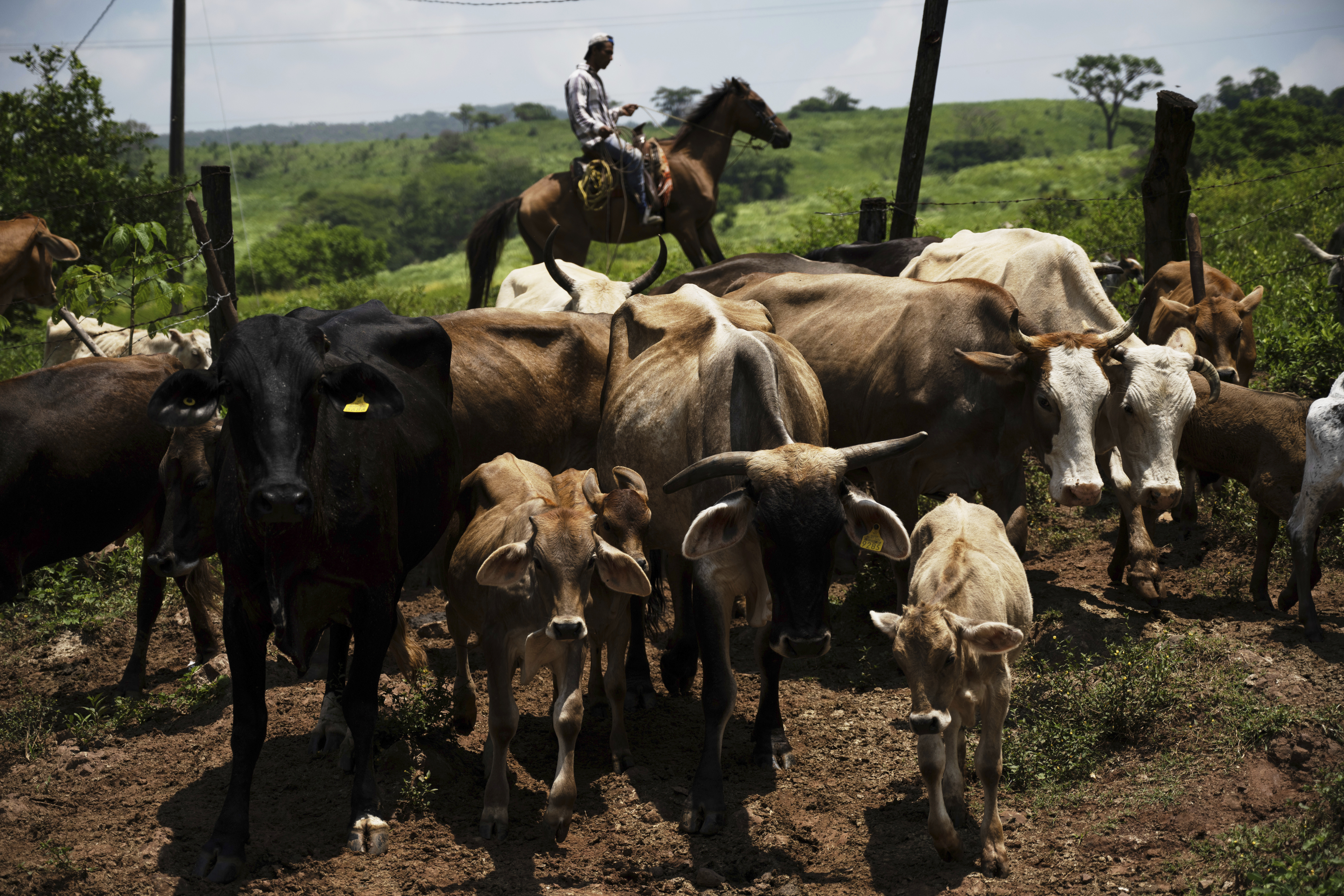 A ranch worker drives cattle to a corral for inspection for New World screwworm at a ranch in Cintalapa, Chiapas, Mexico, Wednesday, July 23, 2025, amid an infestation that led the U.S. to suspend cattle imports over fears the pest could reach the border. (AP Photo/Isabel Mateos)