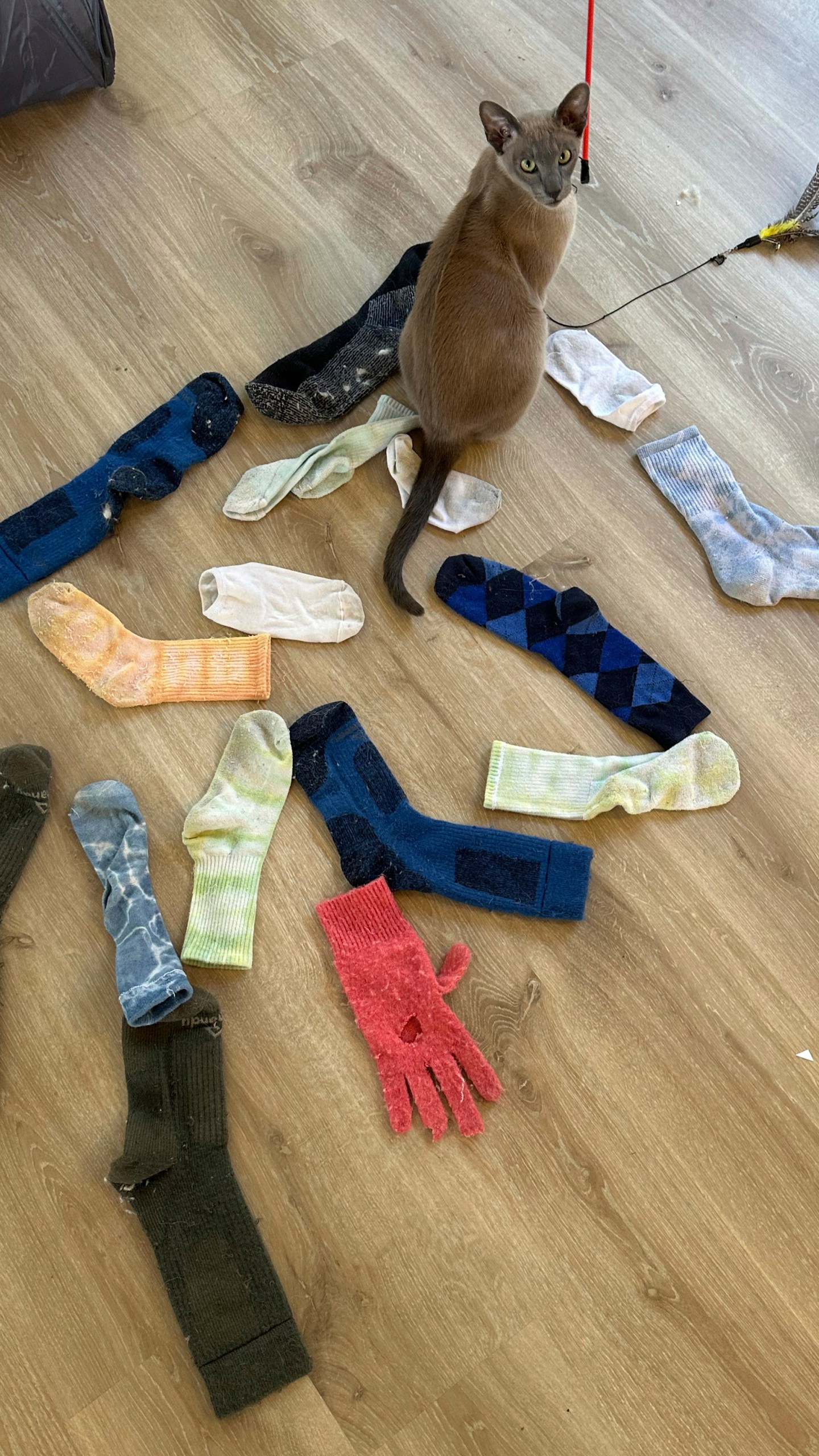 In this photo provided by Helen North, laundry-stealing cat Leo poses on Sept. 25, 2024, with some of the socks it has found and brought to its home in Auckland, New Zealand. (Helen North via AP)