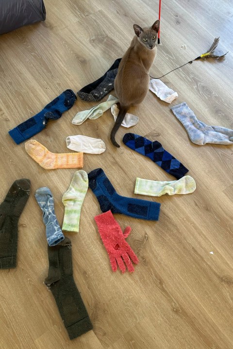 In this photo provided by Helen North, laundry-stealing cat Leo poses on Sept. 25, 2024, with some of the socks it has found and brought to its home in Auckland, New Zealand. (Helen North via AP)