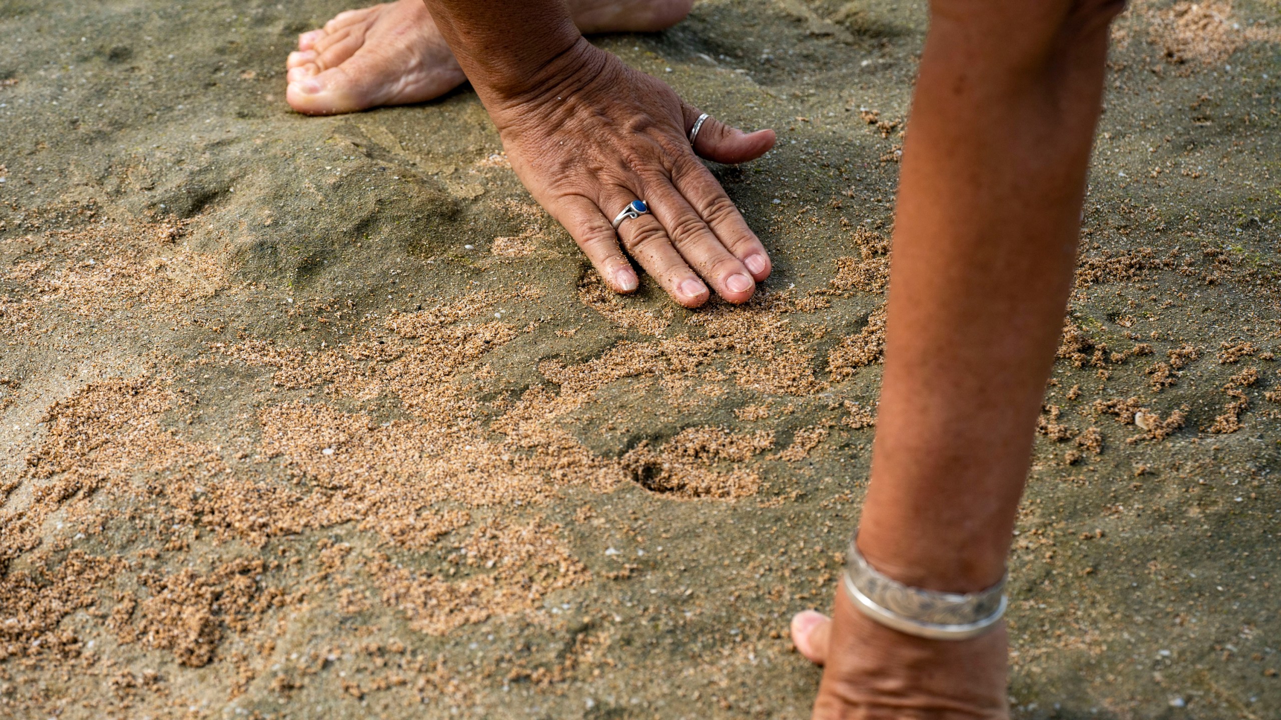 Archaeologist Laura Gilda of the U.S. Army Garrison Hawaii Environmental Division fills a petroglyph carving with sand to make its shape more visible during low tide at Pokai Bay, July 22, 2025, in Waianae, Hawaii. (AP Photo/Mengshin Lin)