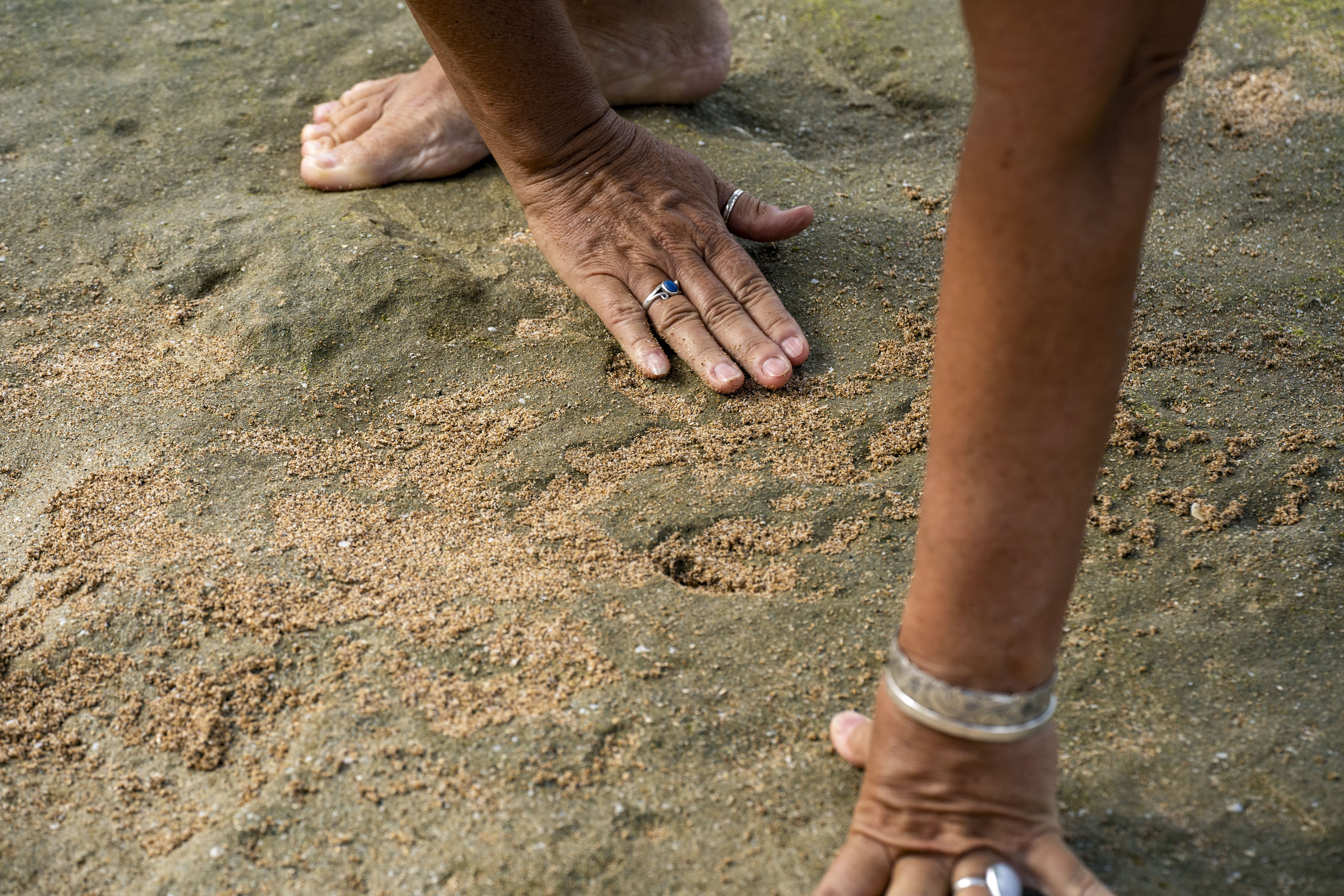 Archaeologist Laura Gilda of the U.S. Army Garrison Hawaii Environmental Division fills a petroglyph carving with sand to make its shape more visible during low tide at Pokai Bay, July 22, 2025, in Waianae, Hawaii. (AP Photo/Mengshin Lin)