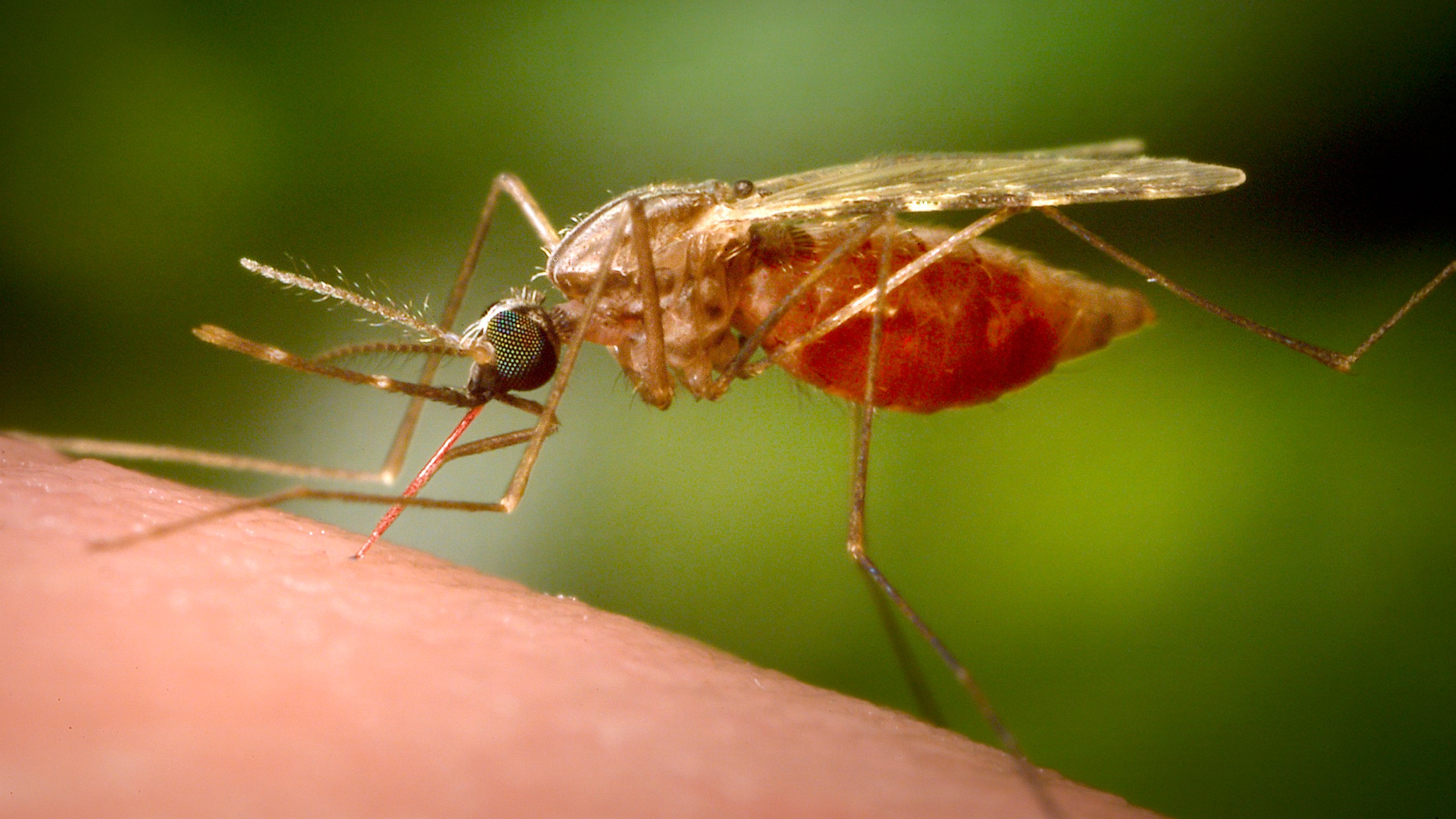 FILE - This 2014 photo made available by the U.S. Centers for Disease Control and Prevention shows a feeding female Anopheles funestus mosquito. (James Gathany/CDC via AP, File)