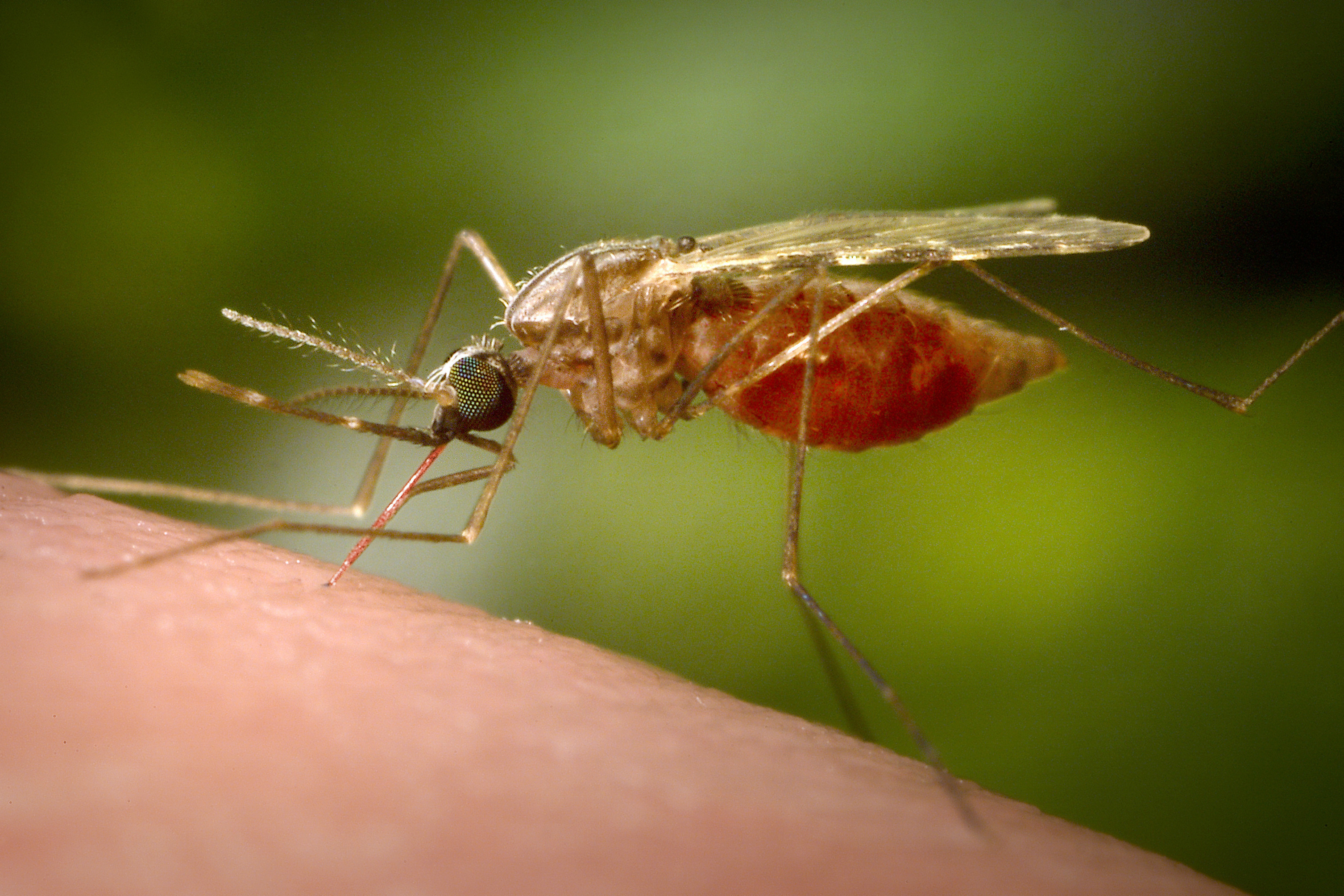 FILE - This 2014 photo made available by the U.S. Centers for Disease Control and Prevention shows a feeding female Anopheles funestus mosquito. (James Gathany/CDC via AP, File)
