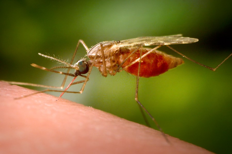 FILE - This 2014 photo made available by the U.S. Centers for Disease Control and Prevention shows a feeding female Anopheles funestus mosquito. (James Gathany/CDC via AP, File)