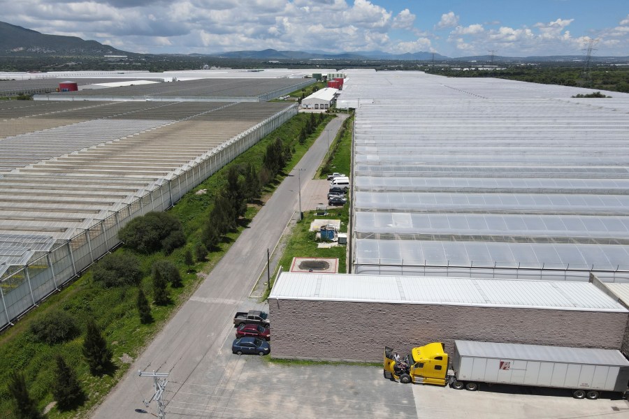 Greenhouses at the Veggie Prime tomato farm, which exports to the United States, in Ajuchitlan, Mexico, Wednesday, July 23, 2025. (AP Photo/Marco Ugarte)