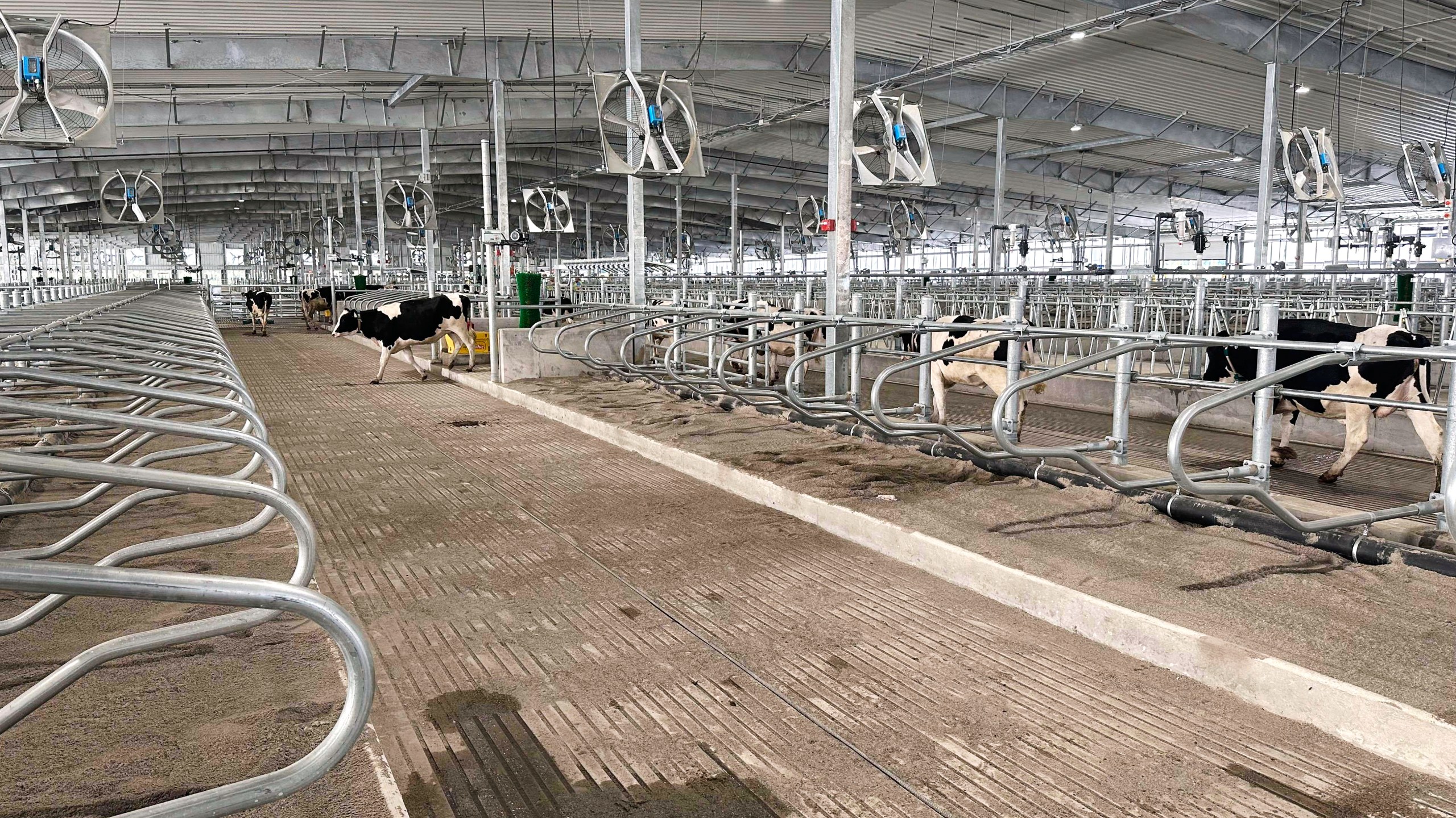 Cows walk around Michigan State University's new Dairy Cattle Teaching and Research Center on Monday, July 28, 2025, in East Lansing, Mich. (AP Photo/Mike Householder)