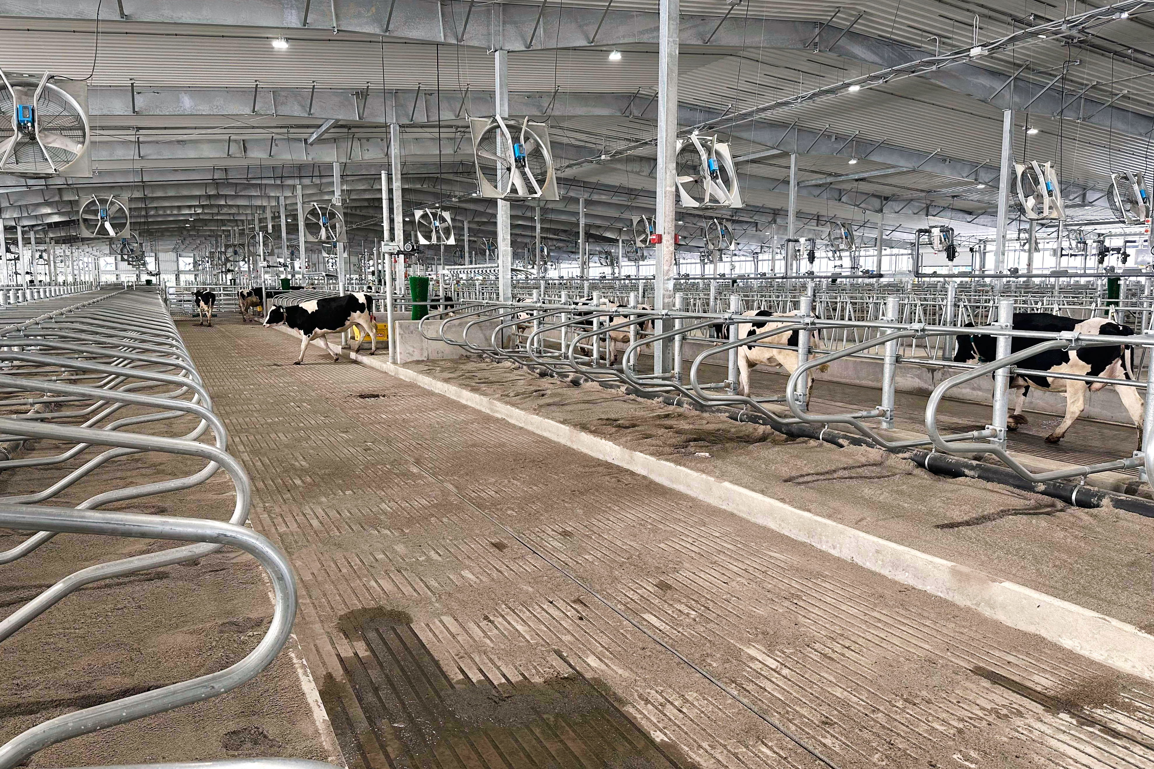 Cows walk around Michigan State University's new Dairy Cattle Teaching and Research Center on Monday, July 28, 2025, in East Lansing, Mich. (AP Photo/Mike Householder)