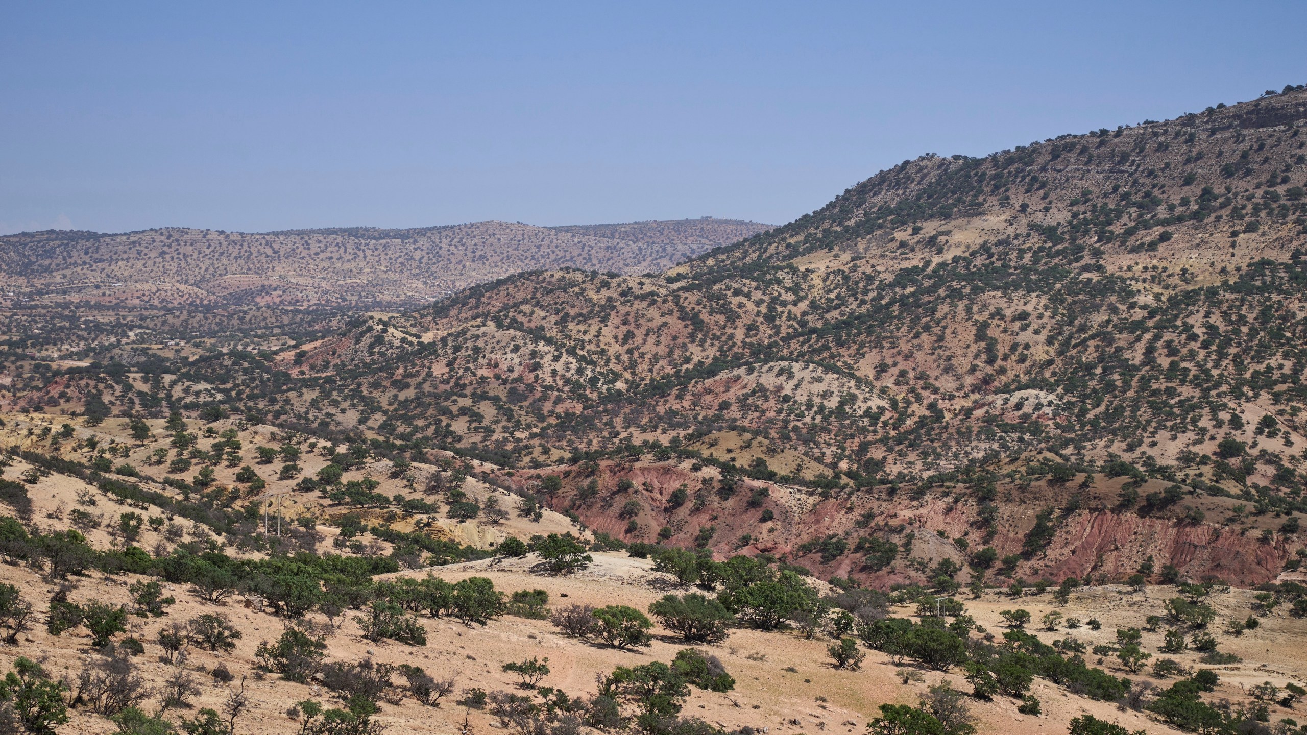 A forest of argan trees is visible in Essaouira, Morocco, Thursday, May 22, 2025. (AP Photo/Mosa'ab Elshamy)