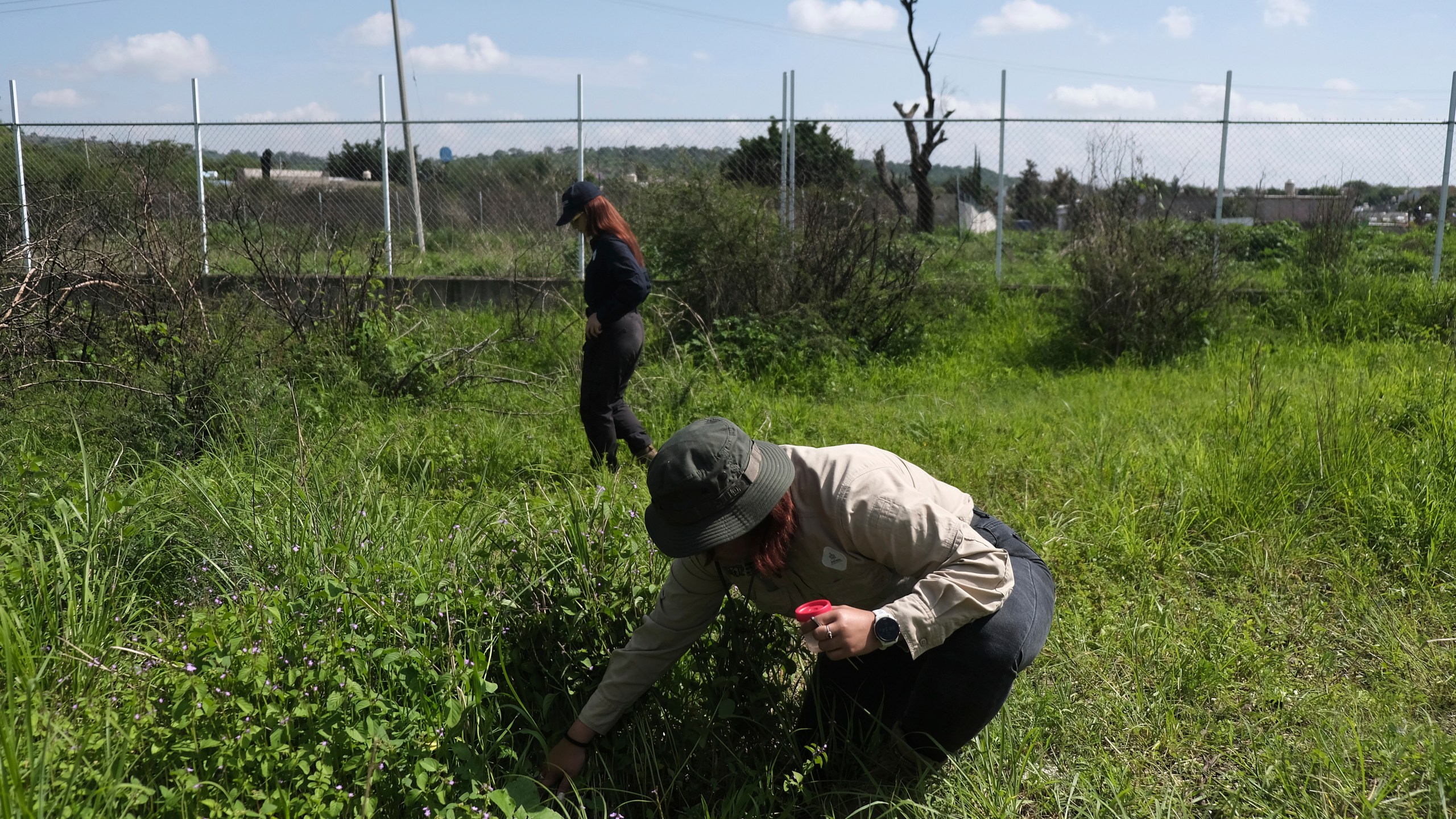 A member of the State Commission for the Search for Missing Persons collects insects within the experimental grounds in order to gather information and improve the location of clandestine graves through observation, geological analysis, and geospatial drones in Cajititlan, Mexico, Thursday, July 10, 2025. (AP Photo/Alejandra Leyva)