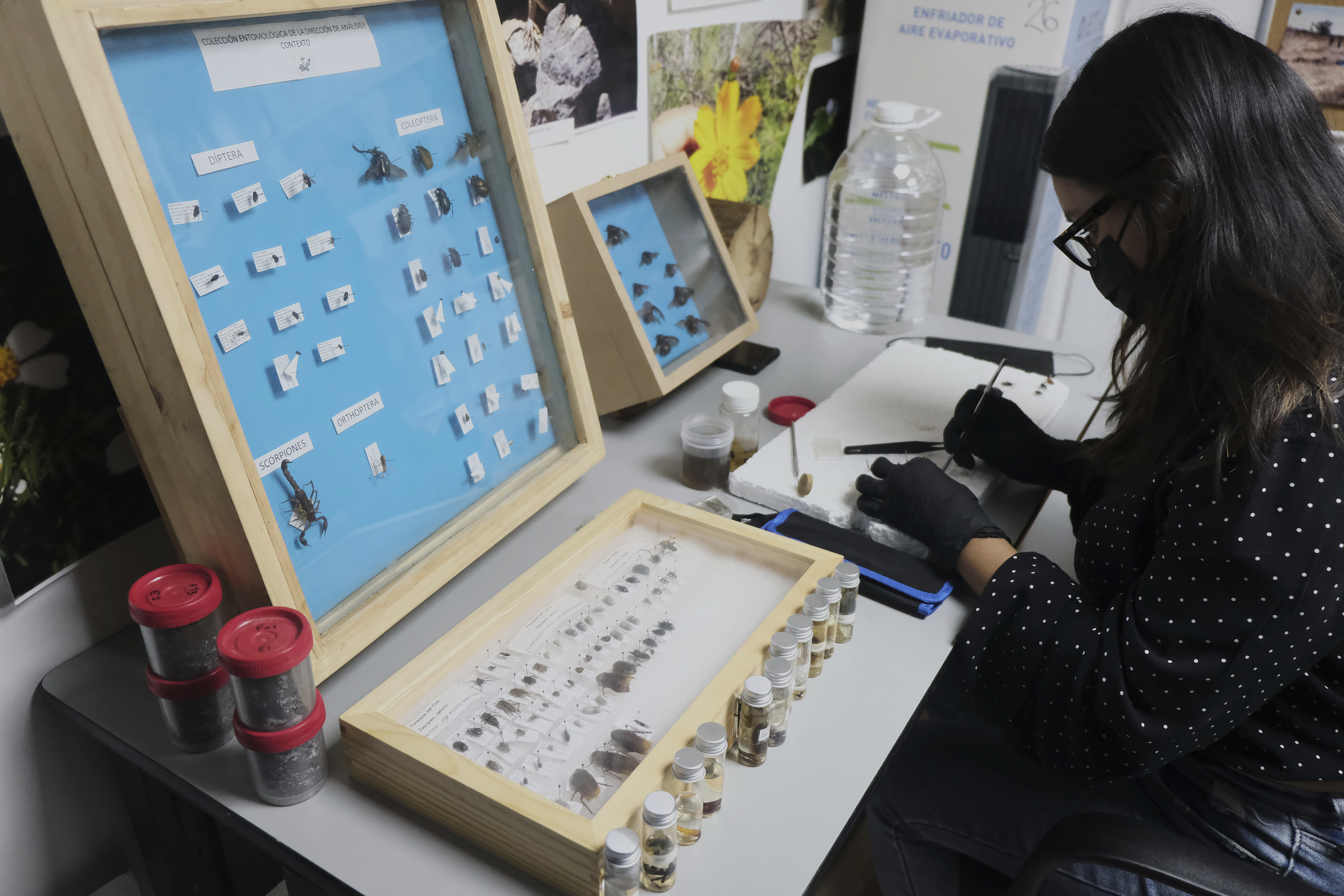 A specialist examines crawling creatures collected from clandestine graves as part of a research project to help locate missing people, in Guadalajara, Mexico, Friday, July 11, 2025. (AP Photo/Alejandra Leyva)