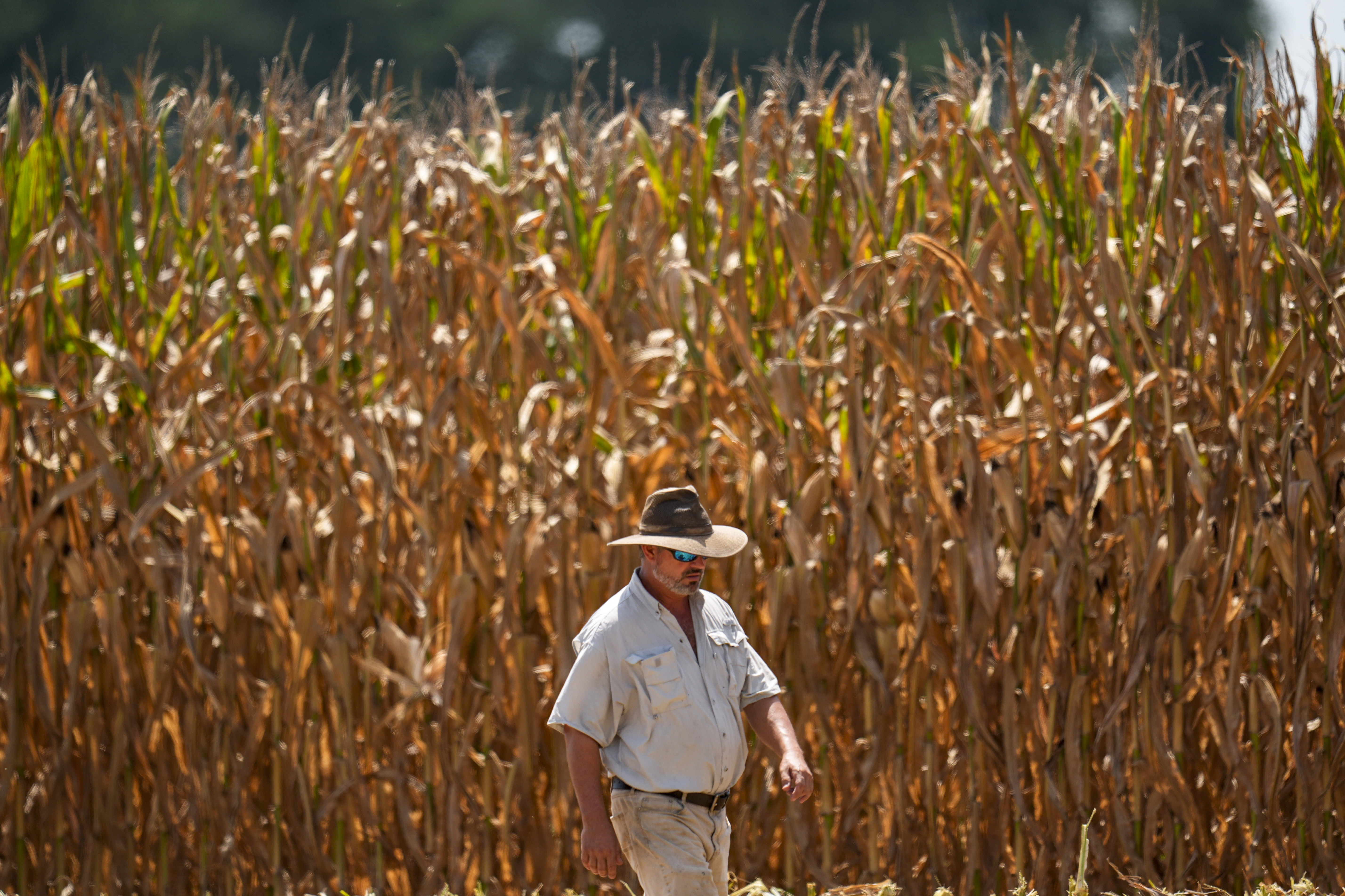A farmer walks along his rows of seed corn during harvest in temperatures over 100 degree heat, (37 C) Tuesday, July 29, 2025 near Albany, Ga. (AP Photo/Mike Stewart)