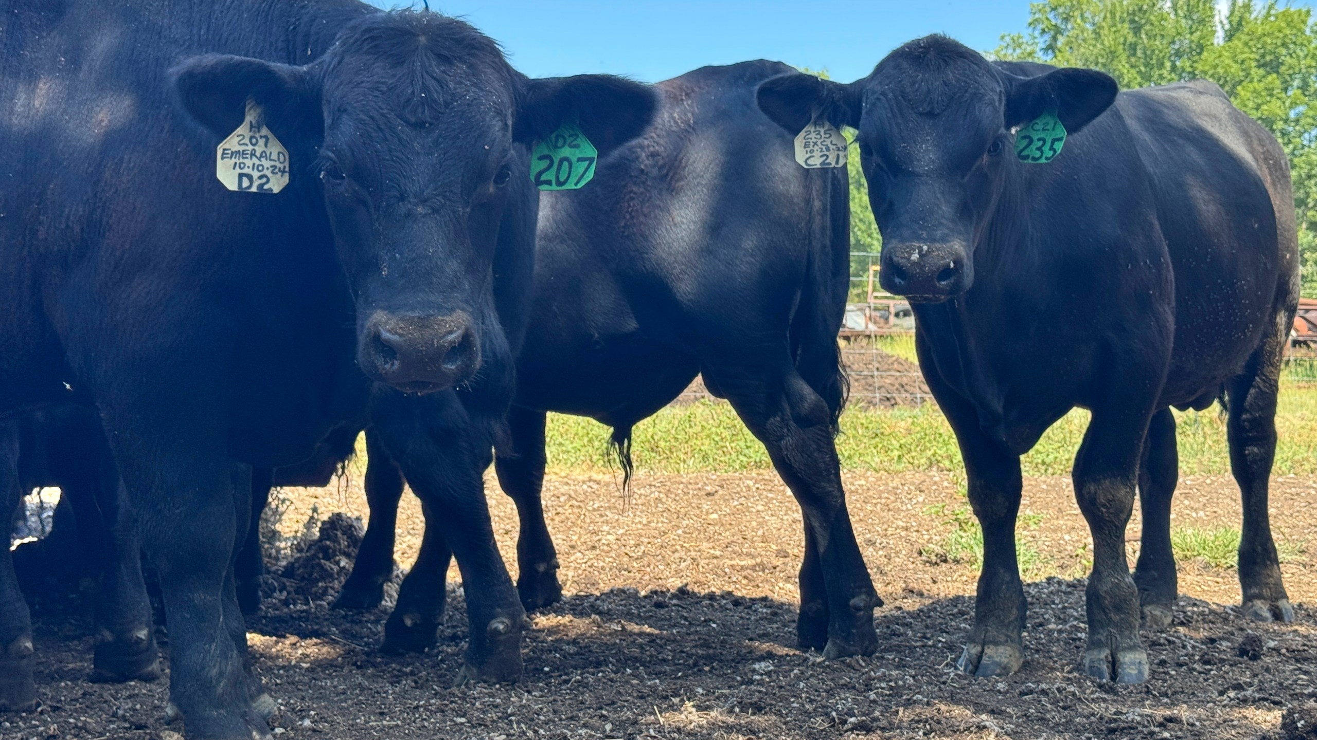 Bulls stare into the camera in Canton, Miss., Tuesday, July 22, 2025. (AP Photo/Sophie Bates)