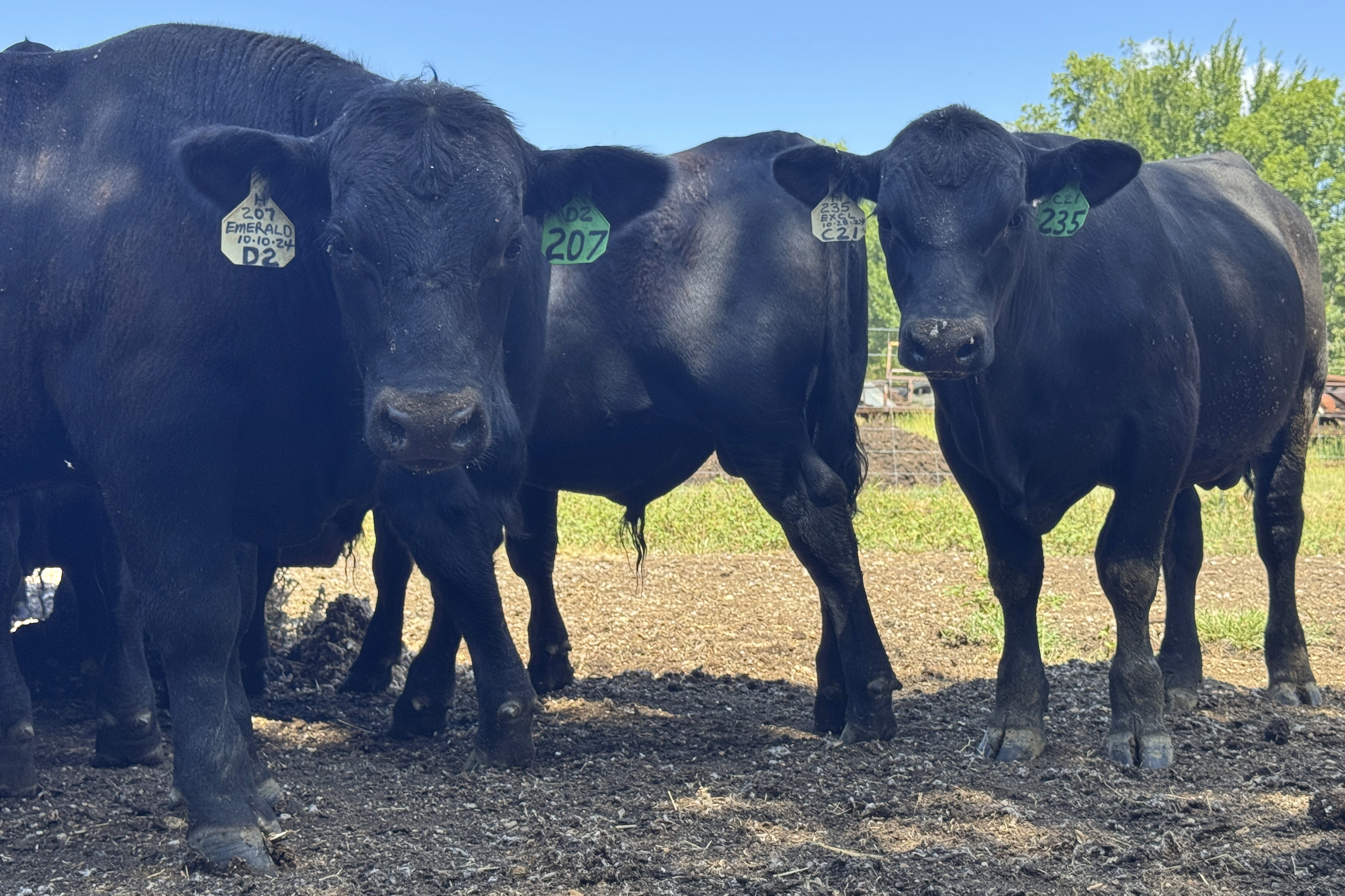 Bulls stare into the camera in Canton, Miss., Tuesday, July 22, 2025. (AP Photo/Sophie Bates)