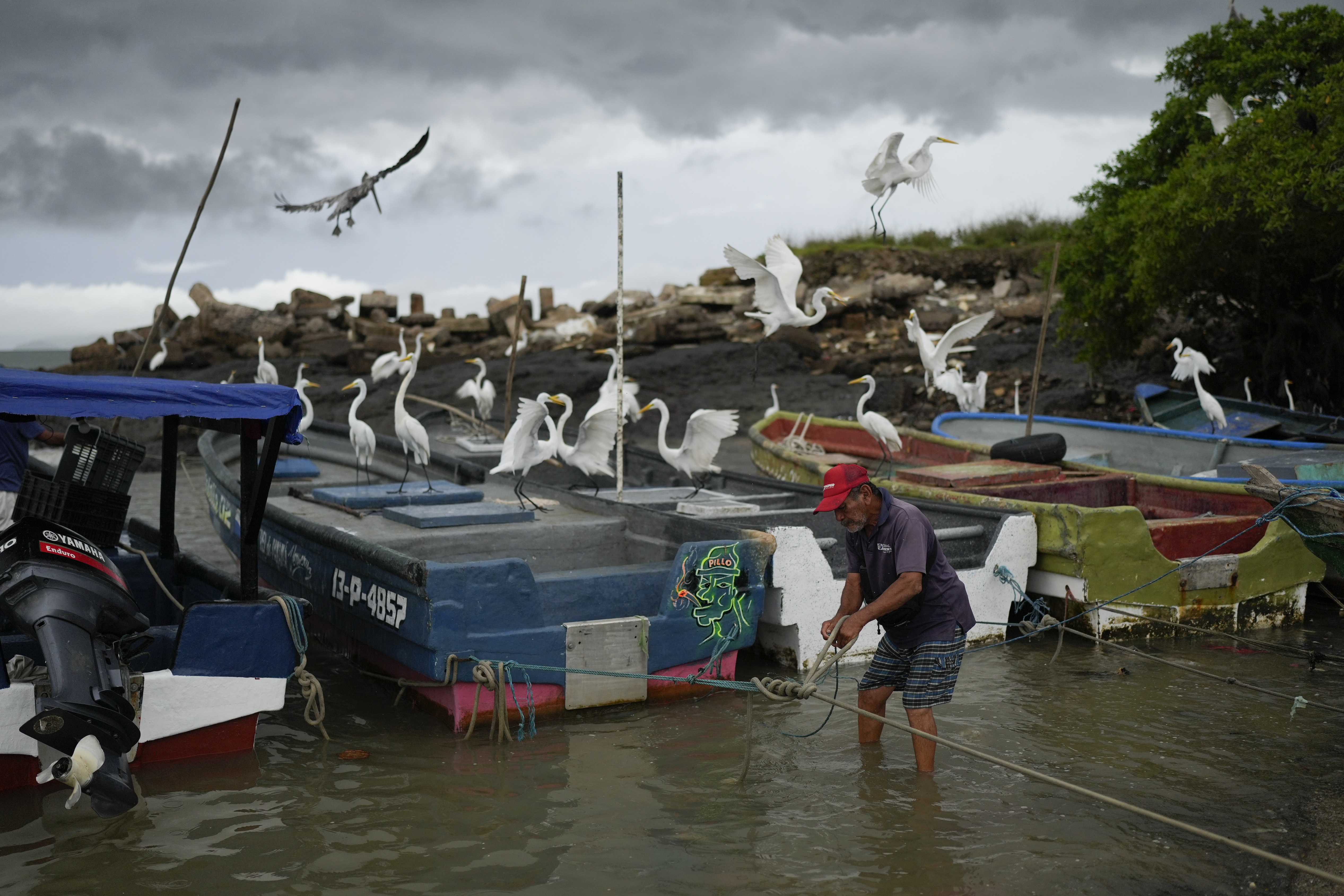 A fisherman ties his boat near the shore in Veracruz, Panama, Wednesday, July 30, 2025, as a precaution due to a tsunami warning after an earthquake struck off the coast of Russia. (AP Photo/Matias Delacroix)