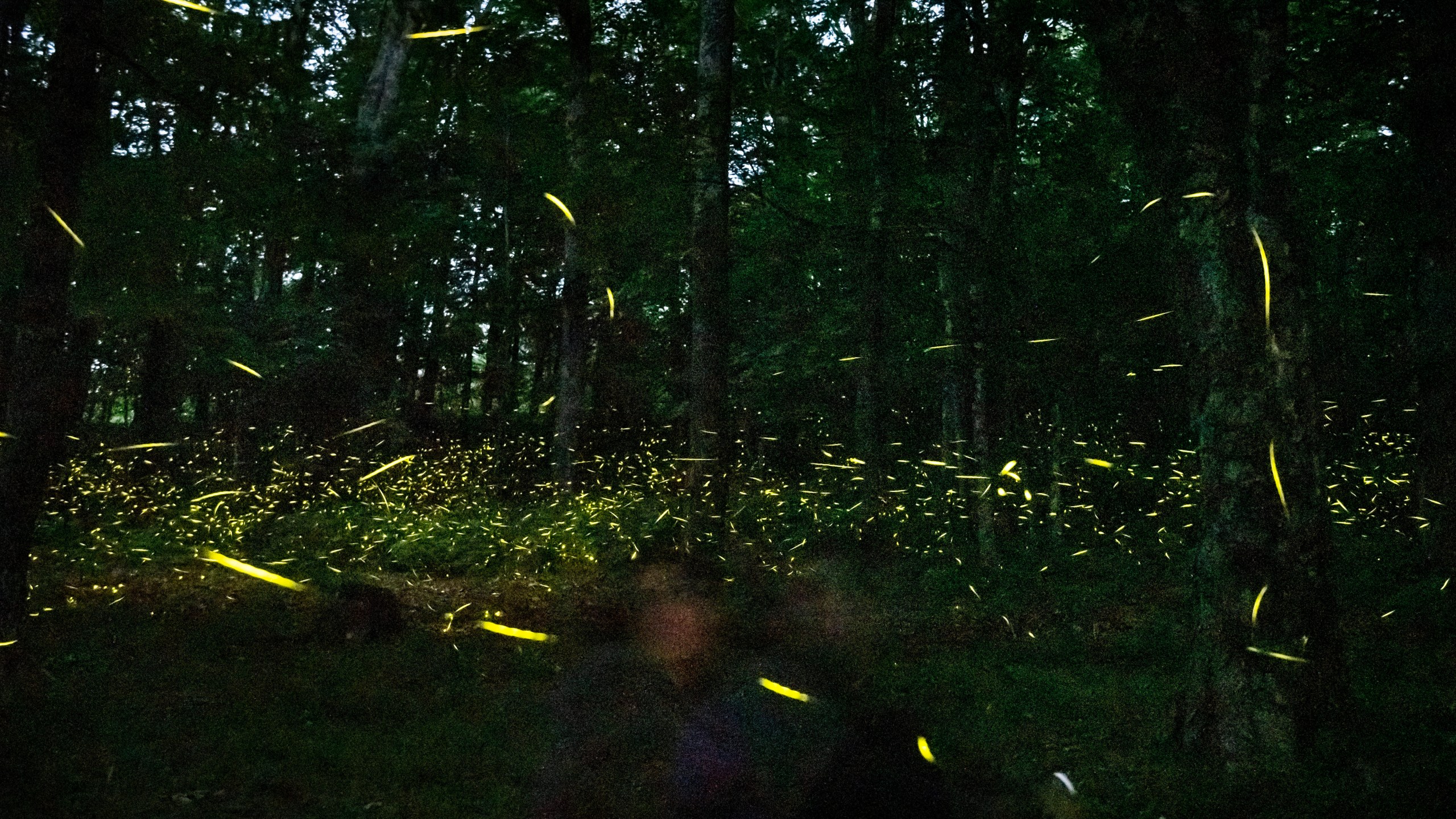 FILE - Landis Taylor, Assistant Vice President of Marketing and Communications for the Grandfather Mountain Stewardship Foundation, watches fireflies as they illuminate a wooded area near the Woods Walk Trail on June 23, 2022, at Grandfather Mountain in Linville, N.C. (Allison Lee Isley/The Winston-Salem Journal via AP, File)