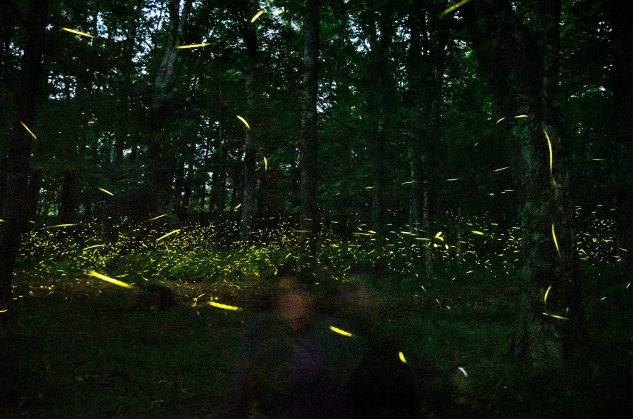 FILE - Landis Taylor, Assistant Vice President of Marketing and Communications for the Grandfather Mountain Stewardship Foundation, watches fireflies as they illuminate a wooded area near the Woods Walk Trail on June 23, 2022, at Grandfather Mountain in Linville, N.C. (Allison Lee Isley/The Winston-Salem Journal via AP, File)