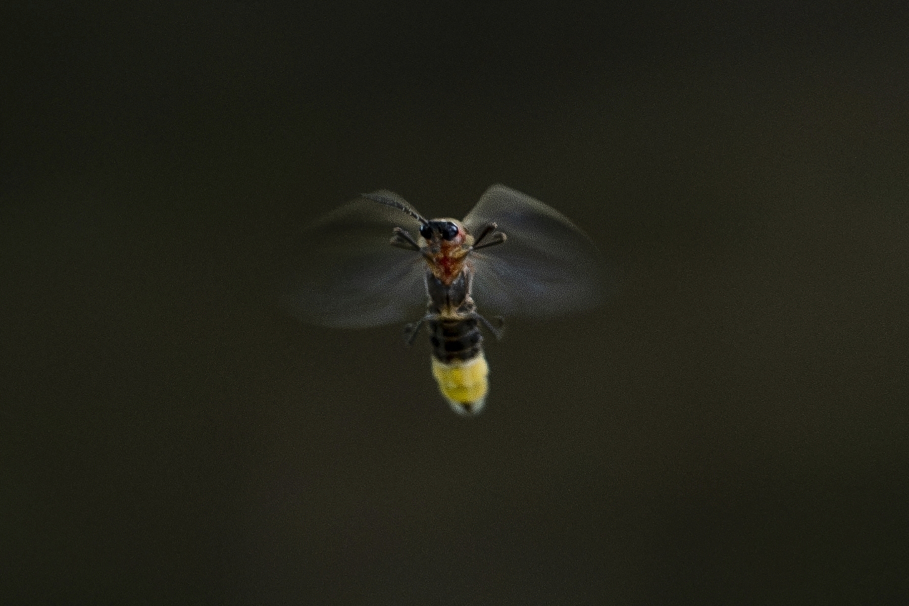 FILE - A firefly flies just after sunset at Tremper Mound in Rosemount, Ohio, July 8, 2024. (AP Photo/Carolyn Kaster, File)
