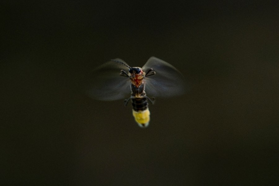 FILE - A firefly flies just after sunset at Tremper Mound in Rosemount, Ohio, July 8, 2024. (AP Photo/Carolyn Kaster, File)