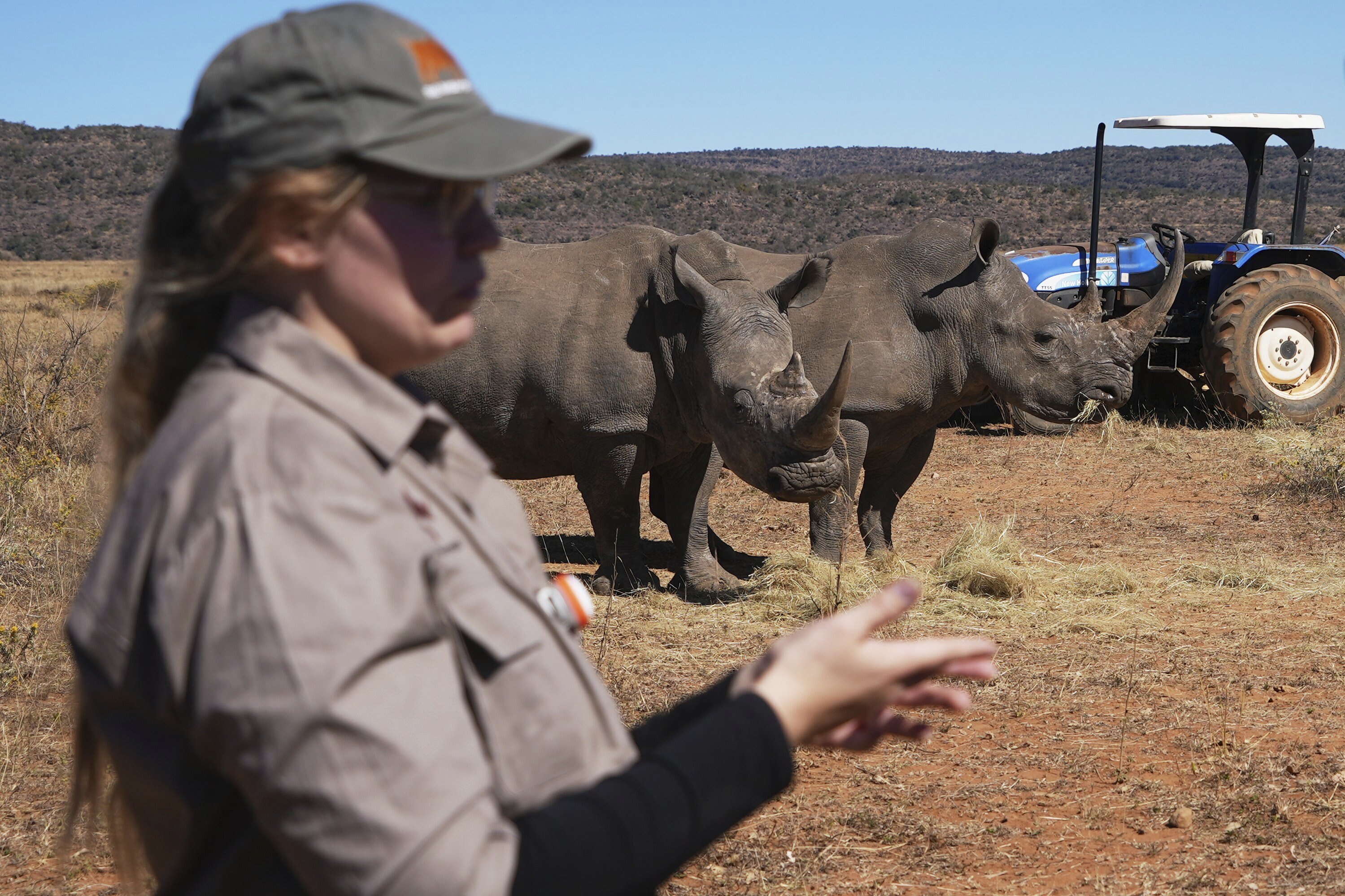 Rhinos are photographed at a rhino orphanage in Mokopane, South Africa, Thursday, July 31, 2025. (AP Photo/Alfonso Nqunjana)