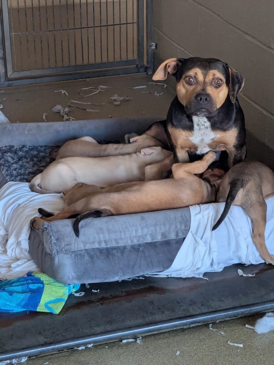 Photo by: VBSPCA