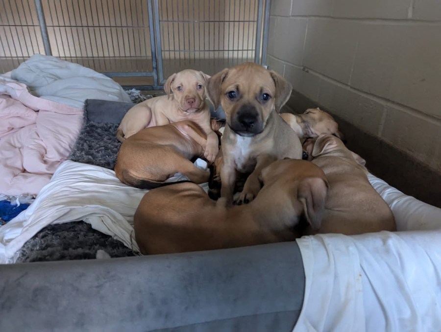 Photo credit: VBSPCA