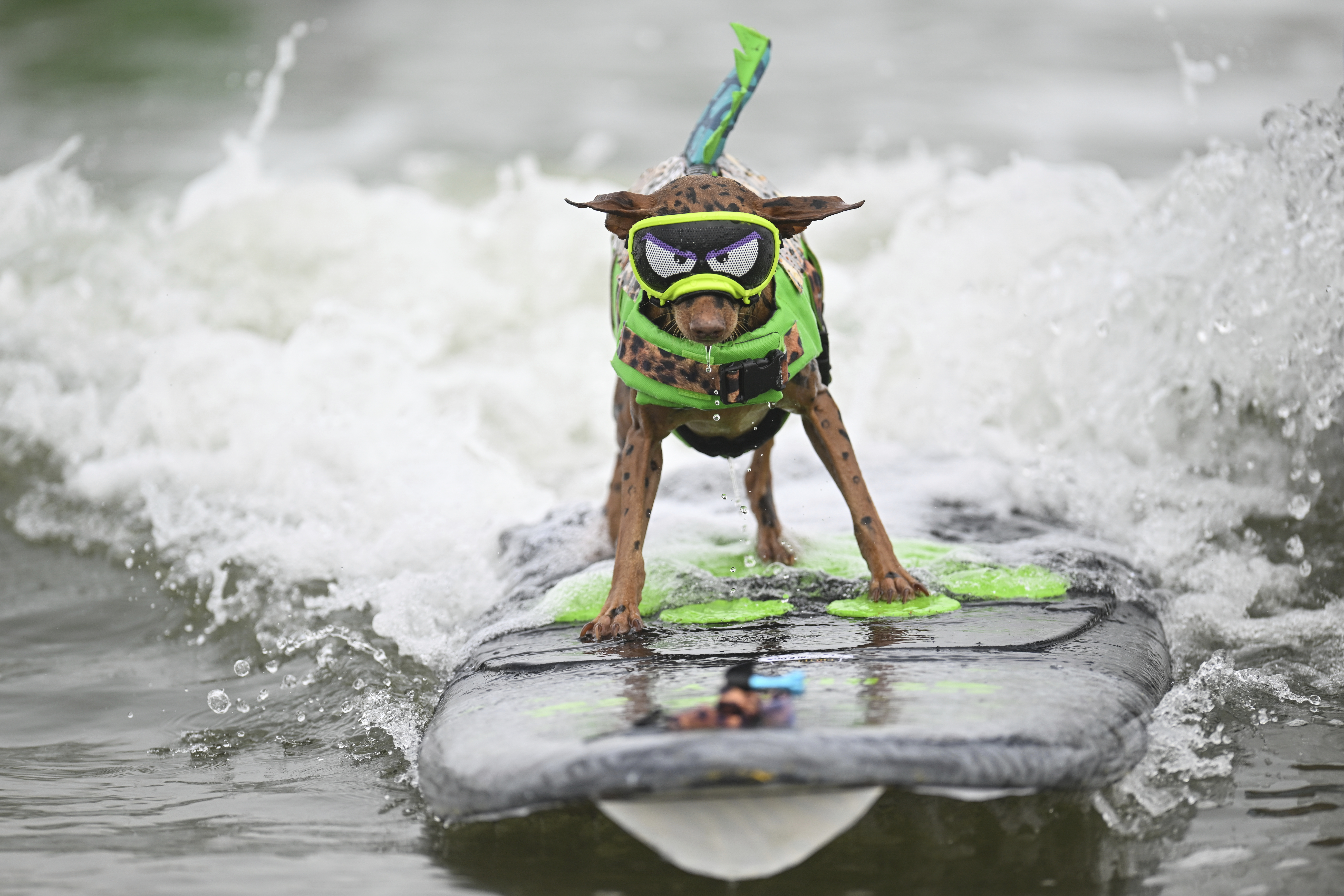 FILE - Rusty the surfing minpin catches a wave in the second heat of small dogs during the World Dog Surfing Championships. on Aug. 3, 2024, in Pacifica, Calif. (AP Photo/Eakin Howard, File)