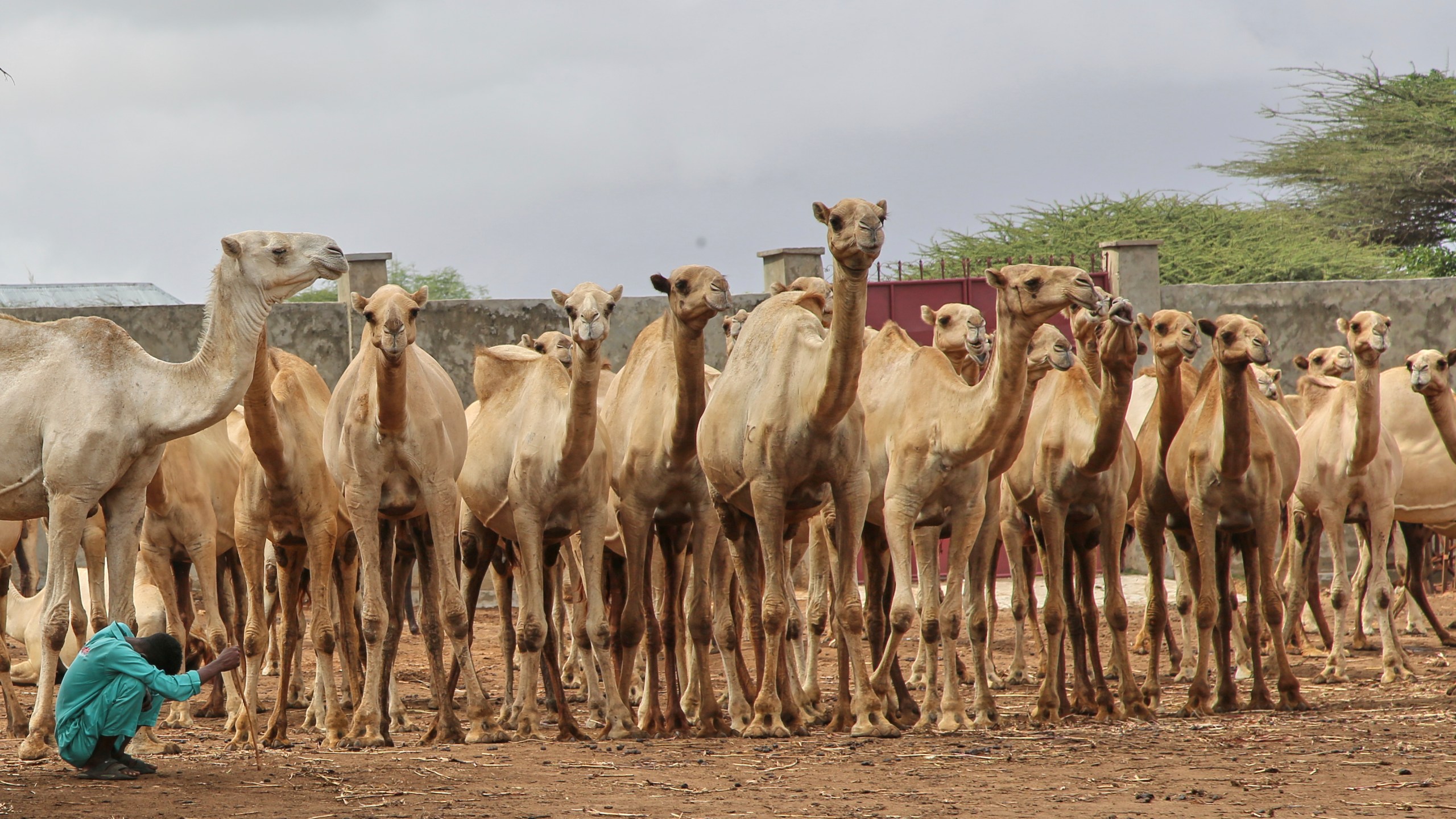 A Somali man grazes camels in Beder Camel Farm on the outskirts of the capital Mogadishu, Somalia, Wednesday, June 18, 2025. (AP Photo/Farah Abdi Warsameh)