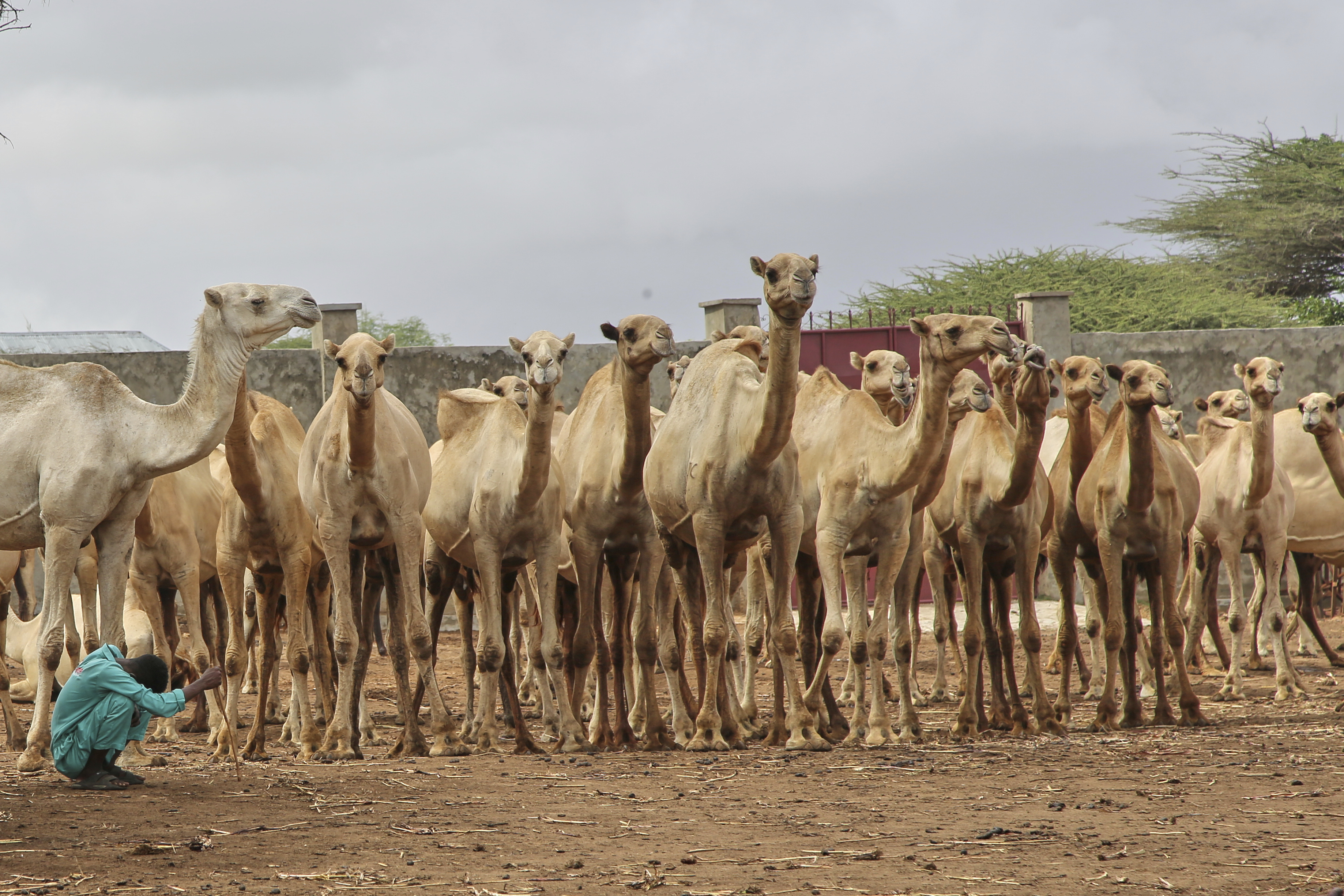 A Somali man grazes camels in Beder Camel Farm on the outskirts of the capital Mogadishu, Somalia, Wednesday, June 18, 2025. (AP Photo/Farah Abdi Warsameh)