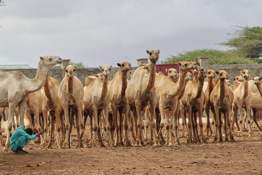 A Somali man grazes camels in Beder Camel Farm on the outskirts of the capital Mogadishu, Somalia, Wednesday, June 18, 2025. (AP Photo/Farah Abdi Warsameh)