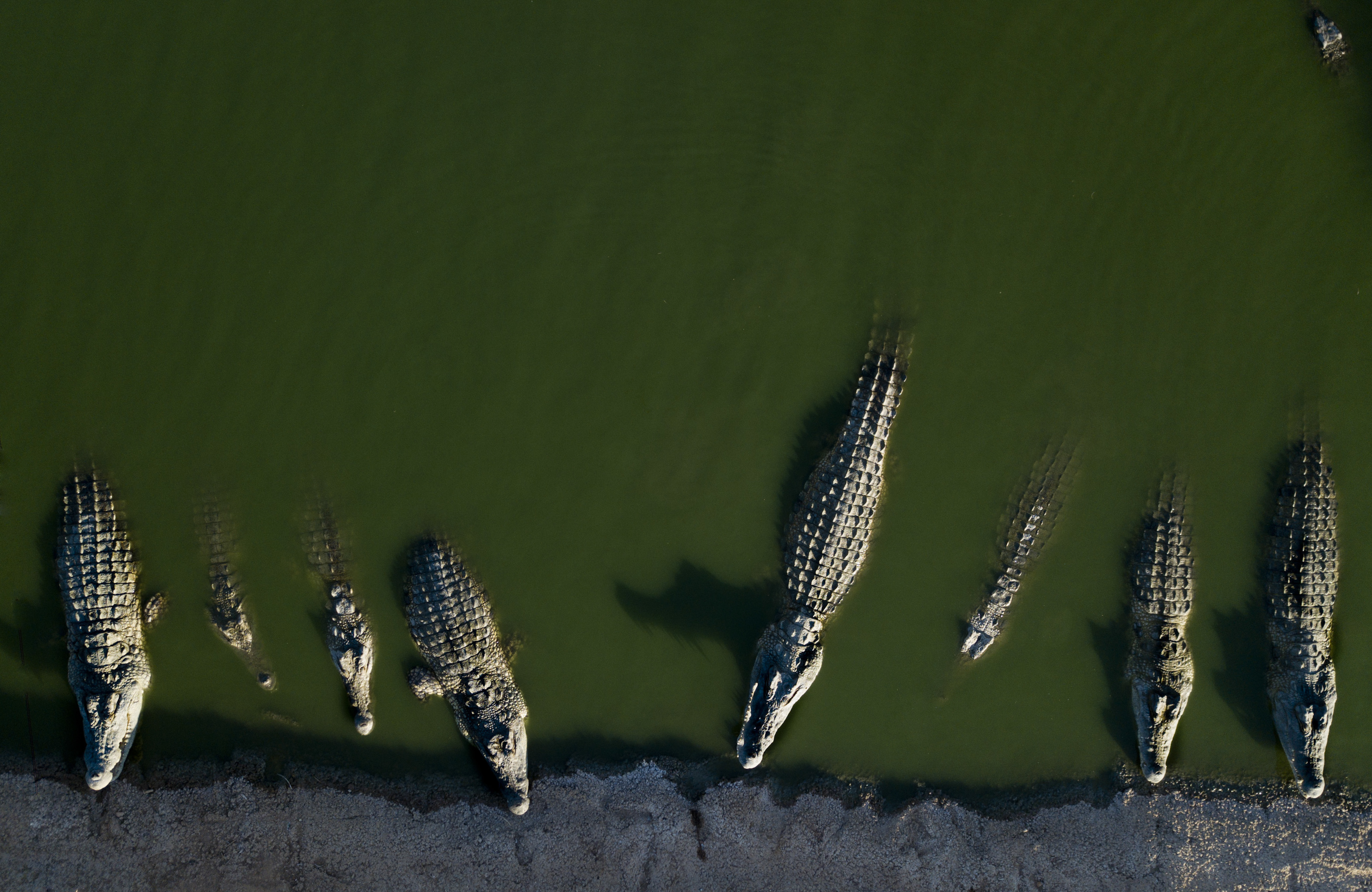 FILE - In this Aug. 6, 2018 photo, crocodiles rest in water at a a farm in the Jordan Valley, West Bank. (AP Photo/Dusan Vranic, file)