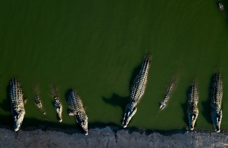 FILE - In this Aug. 6, 2018 photo, crocodiles rest in water at a a farm in the Jordan Valley, West Bank. (AP Photo/Dusan Vranic, file)
