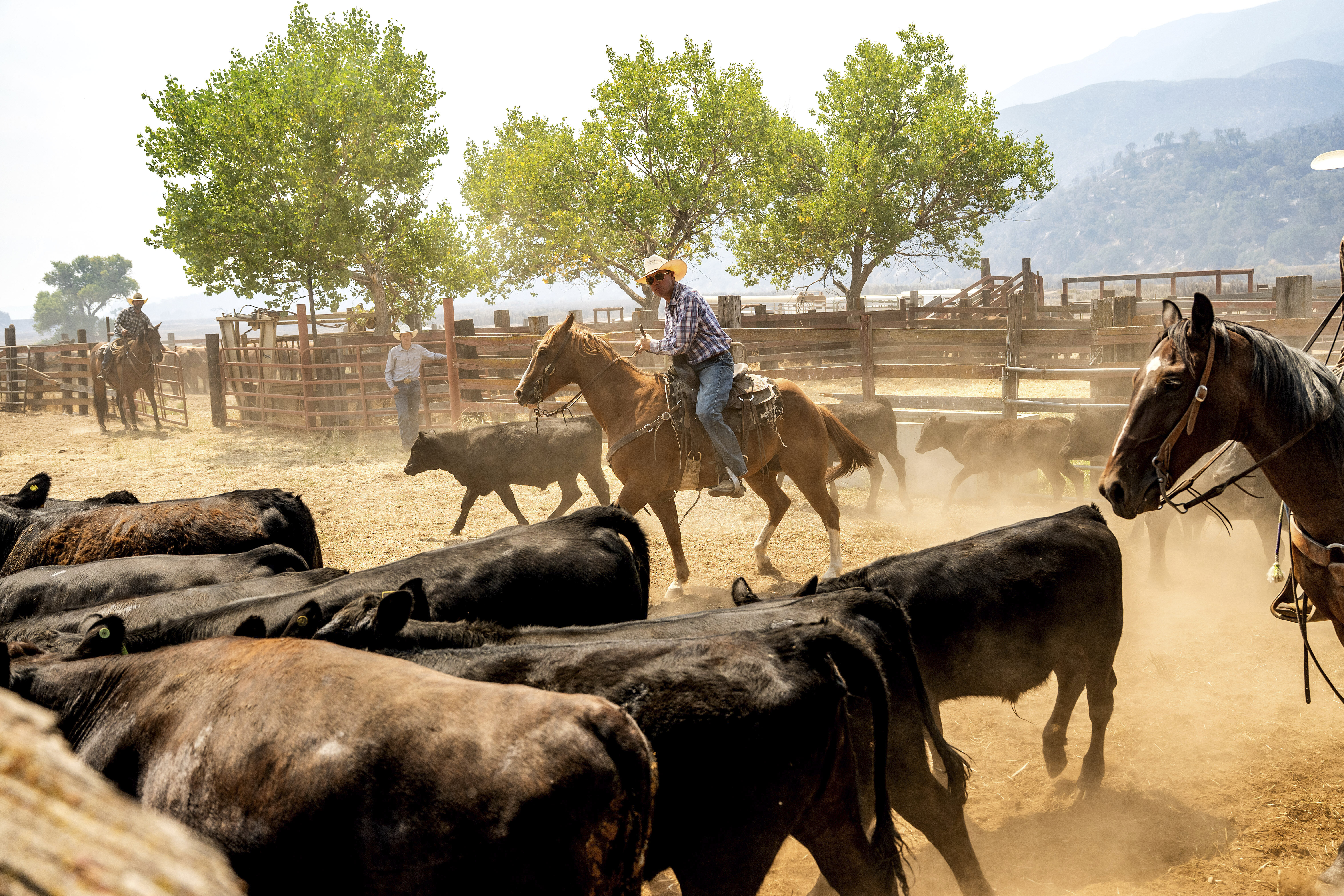 Ranchers work to evacuate cattle as the Gifford Fire burns nearby on Monday, Aug. 4, 2025, in Los Padres National Forest, Calif. (AP Photo/Noah Berger)