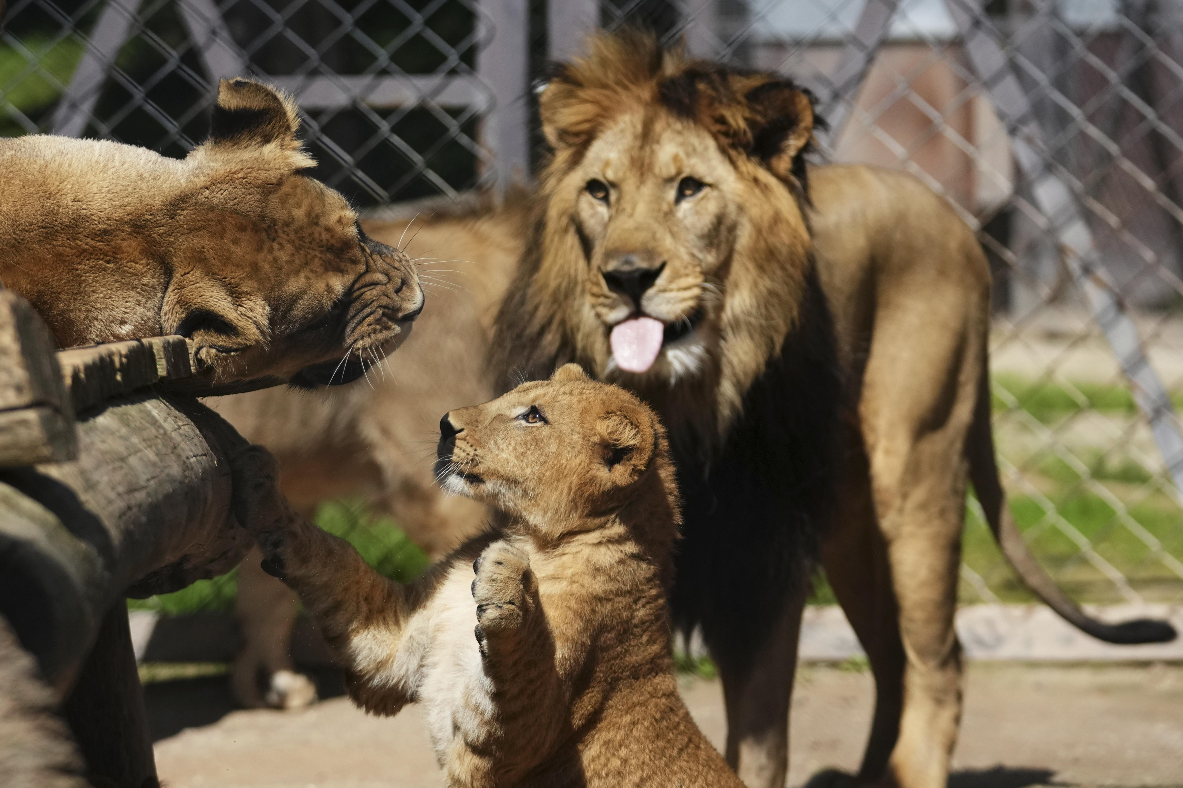 One of four Barbary lion cubs, that were born recently at the Safari Park Dvur Kralove, plays with parents, Czech Republic, Wednesday, Aug. 6, 2025. (AP Photo/Petr David Josek)