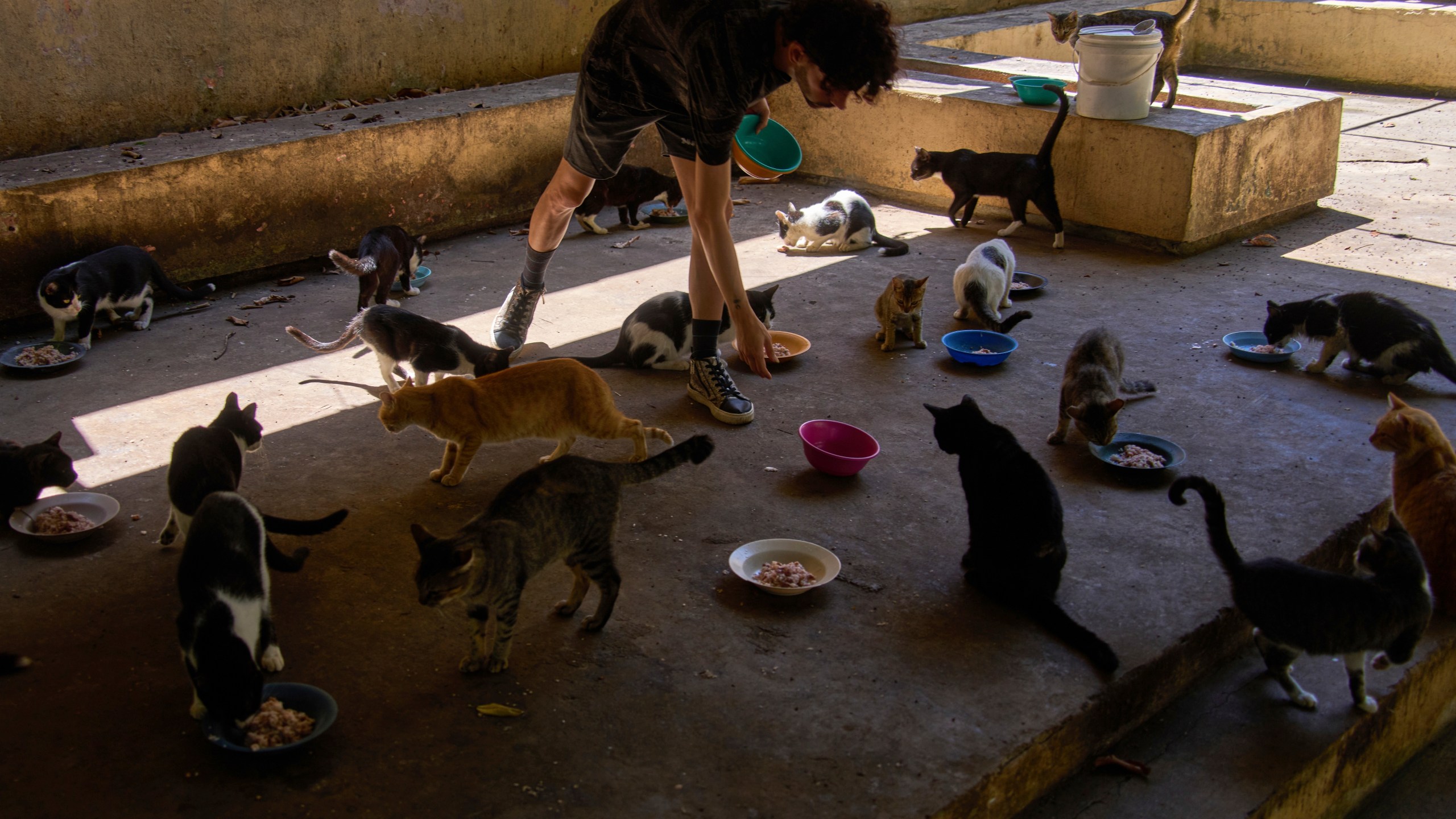 A man feeds stray cats from the protected cat colony "Proyecto Aldameros," at a park in the historic area of Havana, Tuesday, Aug. 5, 2025. (AP Photo/Ramon Espinosa)