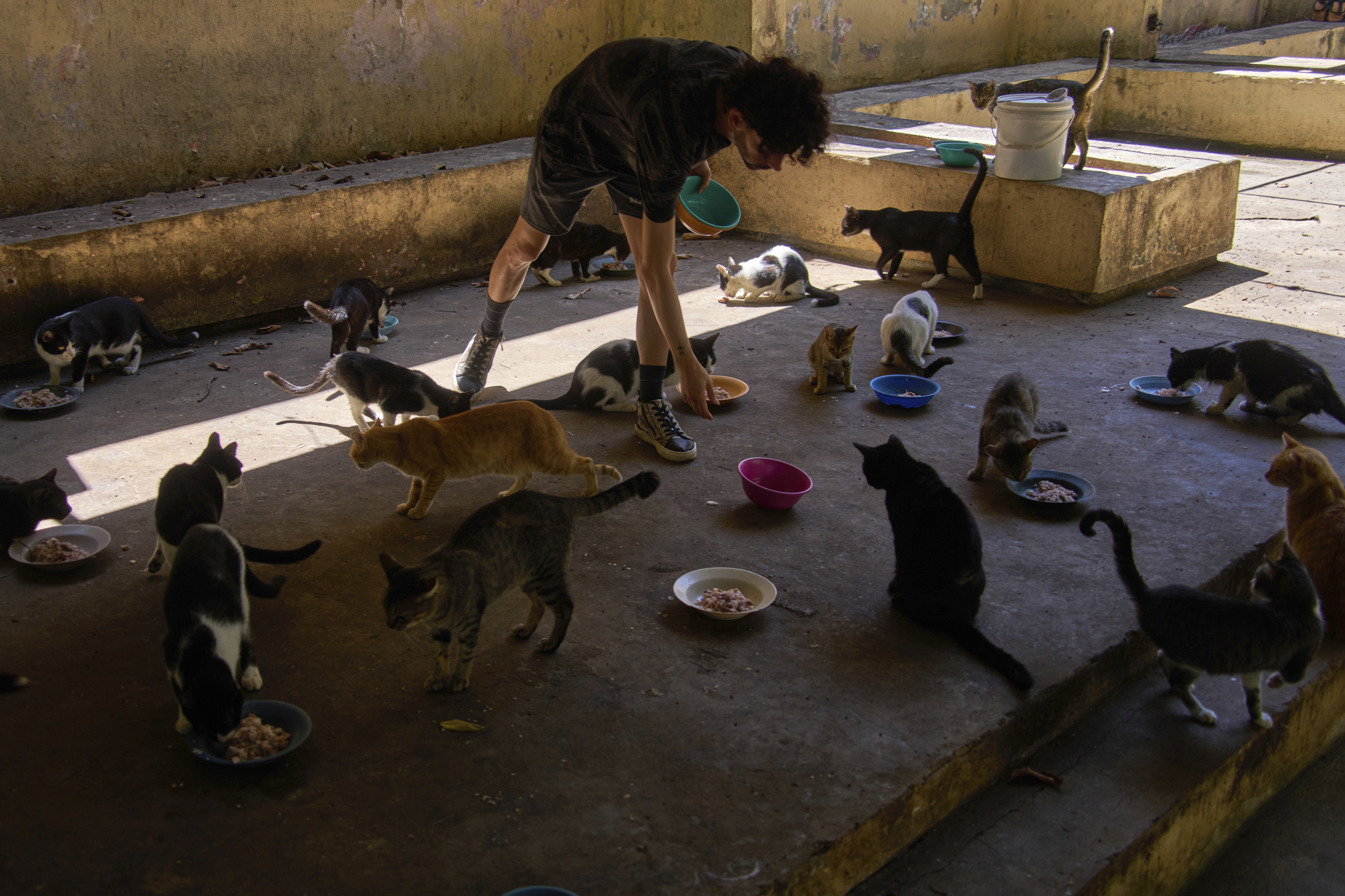 A man feeds stray cats from the protected cat colony "Proyecto Aldameros," at a park in the historic area of Havana, Tuesday, Aug. 5, 2025. (AP Photo/Ramon Espinosa)